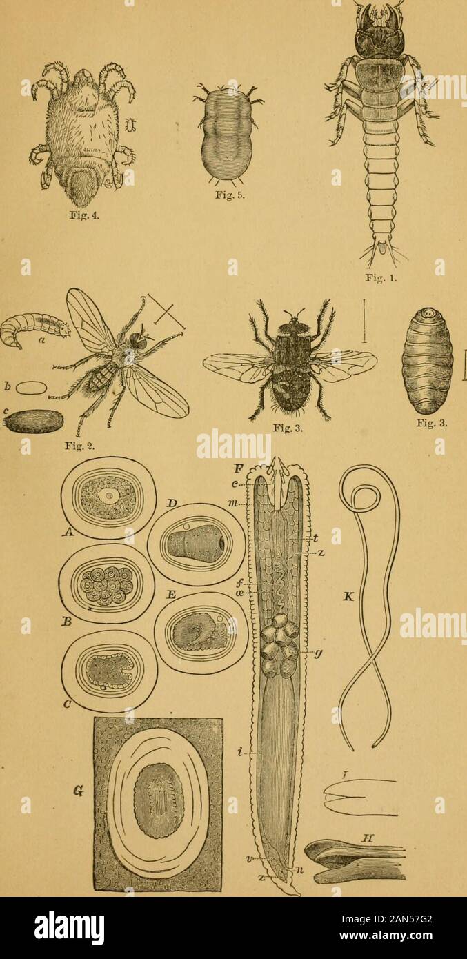 Auf der Rocky Mountain Heuschrecken und andere Insekten jetzt verletzen oder wahrscheinlich Feld und Garten ernten in den westlichen Staaten und Territorien zu verletzen. ural Größe aud vergrößert. Abb. 5. Die Rote Vogelmilbe, junge oi eine Spezies von Trombidium {Aatoma gryllaria Le Baron); erweitert. Abb. 6. Gordius aquaticus. Ein, Ei; B, Ei, die sich einer Segmentierung des Eigelb; C, Embryo (Gastrula-stadium) mit den primitiven Magen ein Umgeben von der äußeren Keimblatt ofcells (Ektoderm); D, Embryo weiter fortgeschritten; E, Larve, mit den drei Kreisen der spinesretracted innerhalb der cBSophagus; F, der gleichen Stufe um ein Vielfaches vergrößert anzeigen Stockfoto