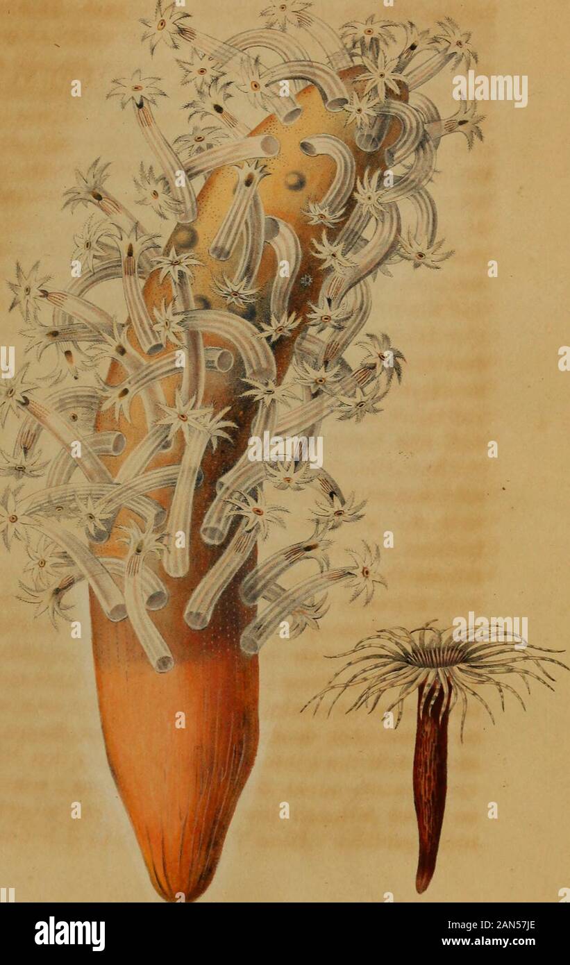 Nova Acta physico-medica.ch zur Atmung dient. Von mannlichen Genitalien findet sich bei den Polypenkeine Sporn, so wenig als bei den Seesternen, Seeigeln, den Aktinien. This Thiere sind alle weiblich. Ja, von denArmpolypen (Hydra) ist es allgemein bekannt, dass sie, ge-schlechtslos, durch Sprossen sich fortpflanzen; eine Vermeh- rungsart, sterben bei einigen hoher stehenden, schon mit weib- lichen Genitalien versehenen Zoophyten, z. B. den Aktinien, noch in sofern gelingt, als abgeschnittene Theile zu selbststan-digen Thieren sich erganzen. Selbst sterben Eyer solcher Niede-rer-Thiere in Sindh, wei Stockfoto