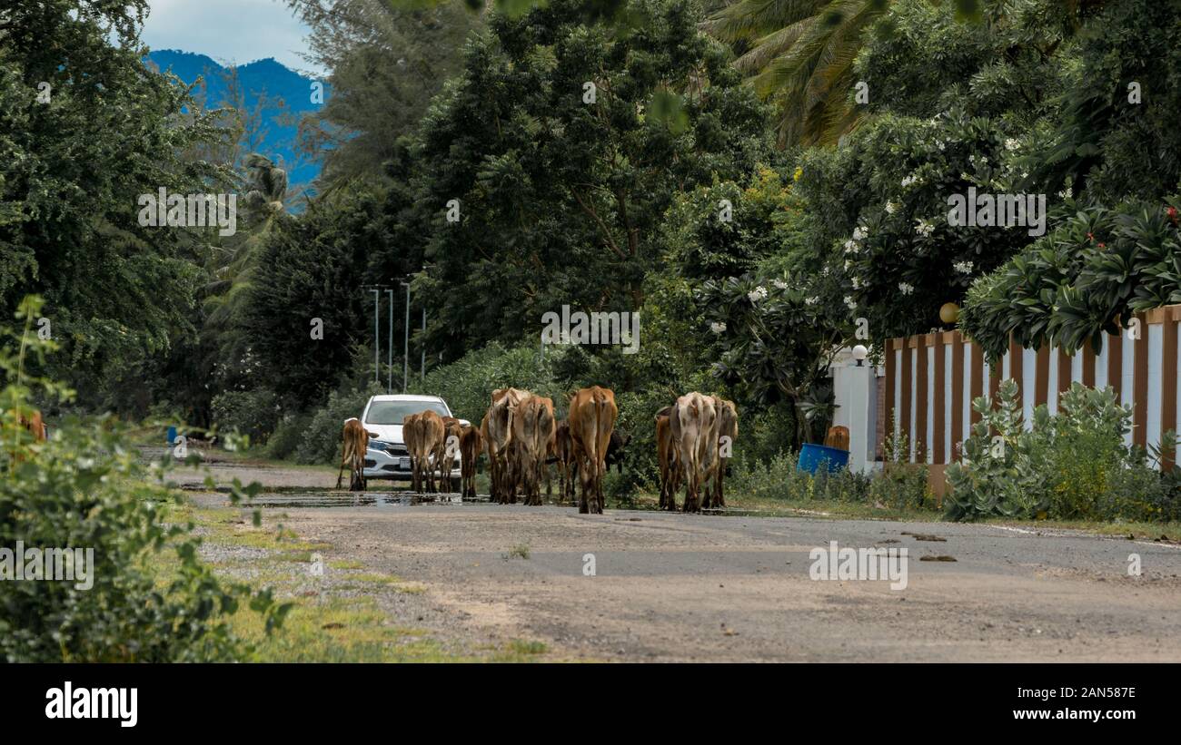 Kuhherde zu Fuß die Straße runter und das Herannahen eines Autos in Pak Nam Pran, Thailand Stockfoto