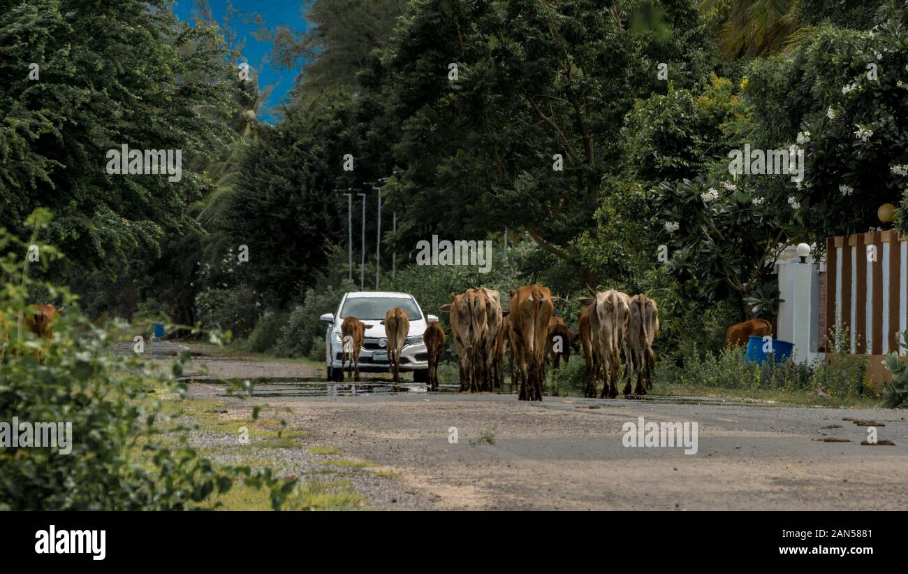 Kuhherde zu Fuß die Straße runter und das Herannahen eines Autos in Pak Nam Pran, Thailand Stockfoto