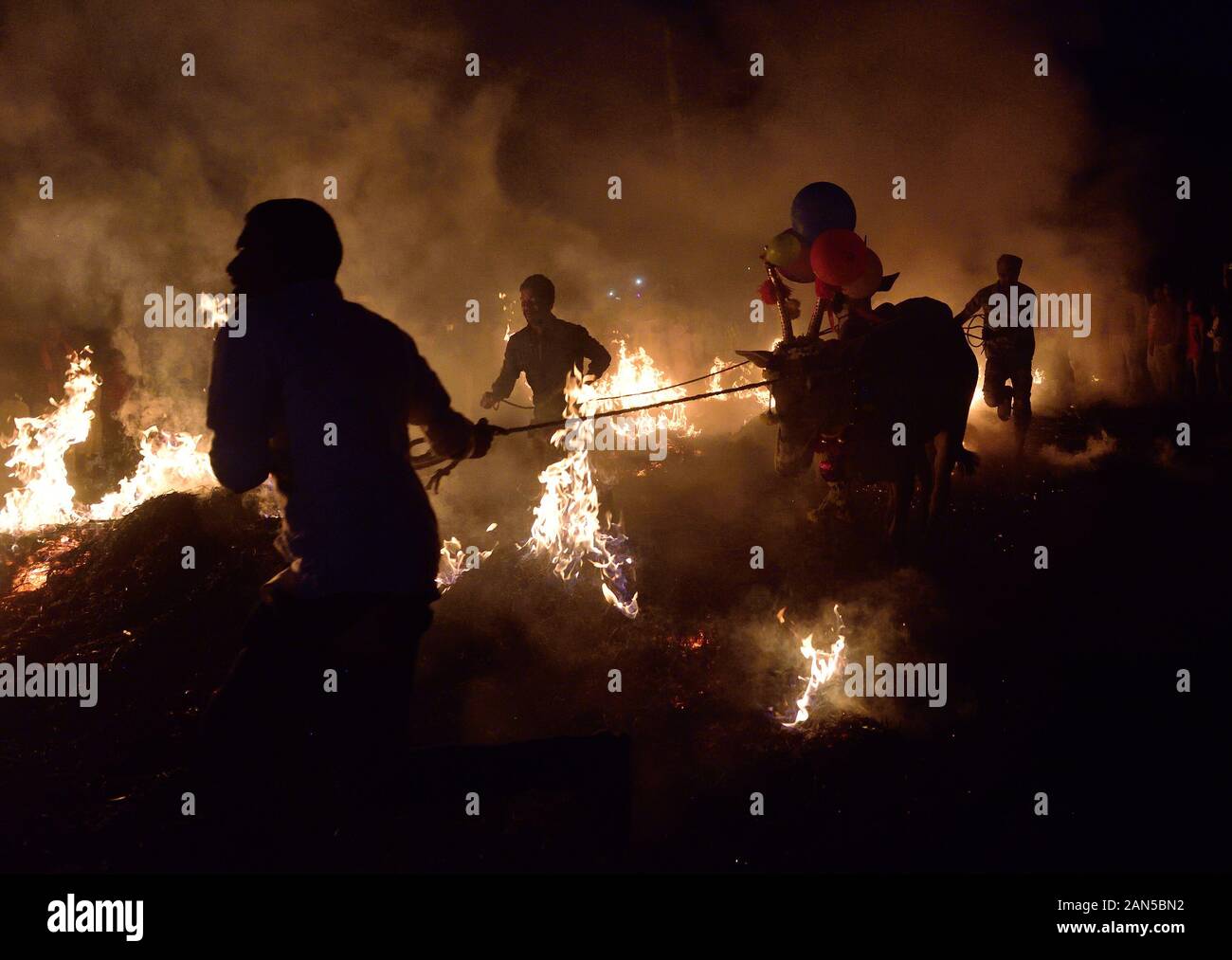 Vieh Sprung über das Feuer zusammen mit ihren Hundeführern während des Festivals. Kichchu haisodu ist ein Festival, das nach der Ernte Saison, wo Stiere über dem Feuer auf Makar Sankranti für gutes Omen gesprungen sind. Es gibt auch einige wissenschaftliche Grund laut der Einheimischen, die im Winter Insekten wächst auf dem Vieh Skins, so, es loswerden die Rinder werden über das Feuer zu springen. Stockfoto