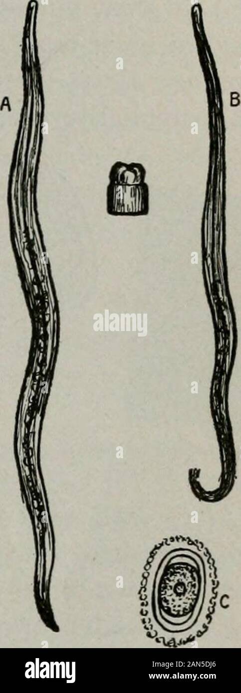 Pflege Und Ernahrung Von Sauglingen Und Kindern Ein Text Buch Fur Ausgebildete Krankenschwestern Abb 92 Abb 93 Abb 92 Bandwurm Zeigt Kopf Und Segment 93 Runde Wurm A Weiblich B Mannlich C Ei Das