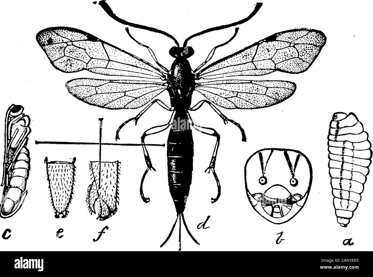 Insekten, die sich auf die Baumwolle. ersification von Kulturpflanzen. Baumwolle ist nicht mehr plantedeverywhere, wie in die weiten Felder, die so zwanzig Yearsand mehr vor üblich waren. Als ein charakteristisches Beispiel haben wir den Fall eines prominenten Pflanzmaschine nehmen am Columbus, Tex, die im Jahre 1880 500 Morgen hatte ofcotton unter Anbau in einer Biegung des Colorado Eiver. 1894 hehad des gleichen Gebiets, 300 Morgen in Mais, 100 Morgen in der Johnson grass, Andonly 100 Morgen in Baumwolle. Es ist leicht zu sehen, dass ein solcher Bruch des riesigen baumwollfeldern des Südens wird zu einem großen Teil preventany übermäßige Vermehrung des bis Stockfoto