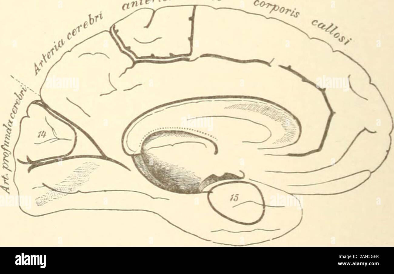 Kortikale Zentren Stockfotos Kortikale Zentren Bilder Alamy