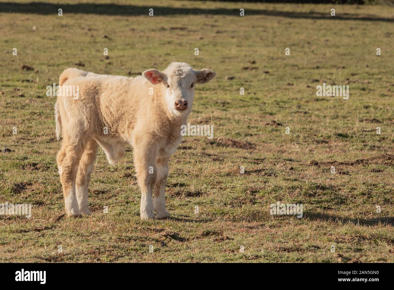 Süße junge, gesunde Baby weiße Kuh auf der Weide, Kalb an Kamera im Frühling suchen, friedlichen Stockfoto