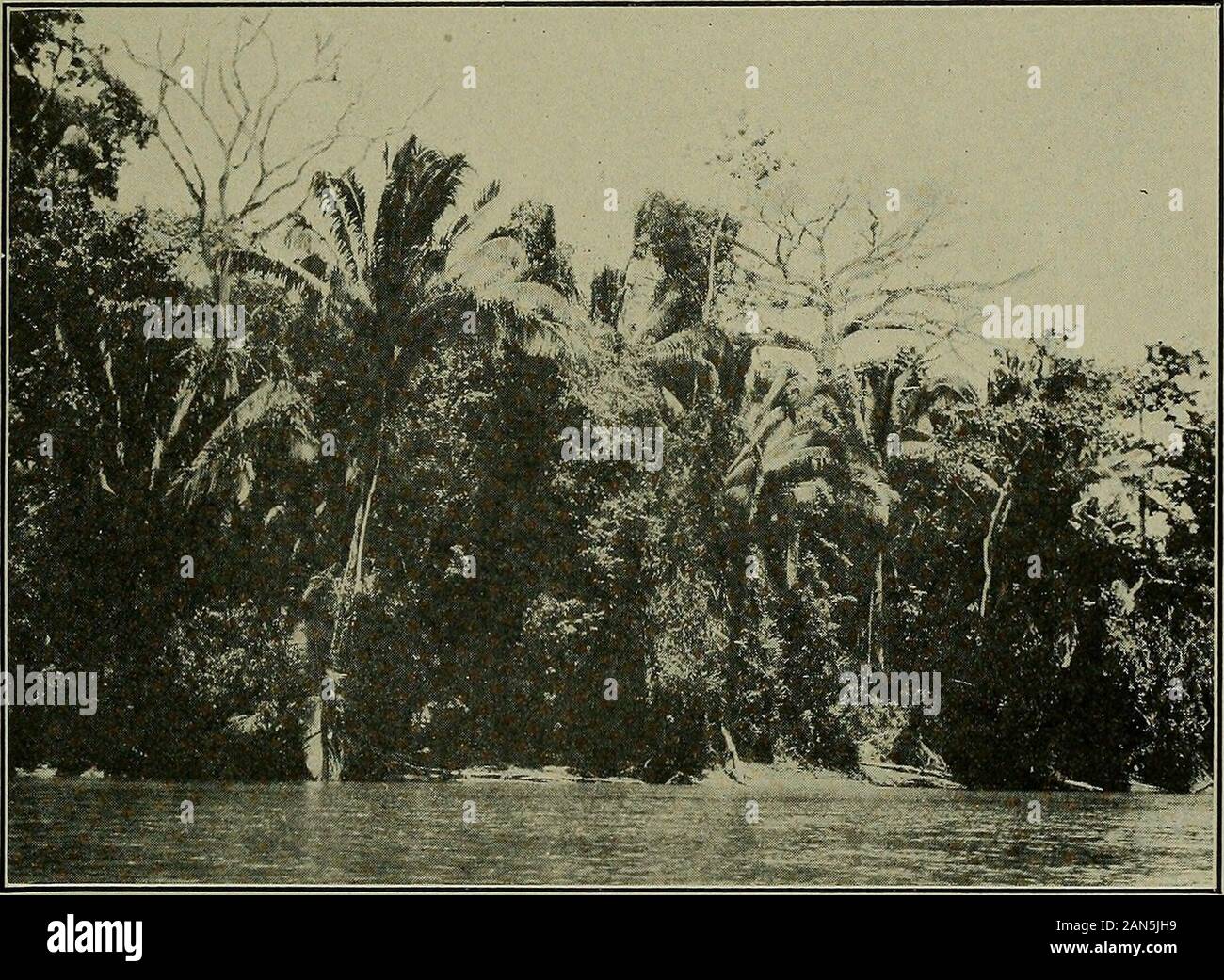 Jahresbericht des Verwaltungsrats der Smithsonian Institution. I. in der dichten tropischen Wald auf Substrat der festen Kalkstein entlang theRio Dulce, Guatemala. &Lt;. 2. Tropische Wald entlang des Flusses Polochic, östlichen Guatemala. Fülle von Attalea Palmen und Seide Baumwolle Bäume zeigt, dass der Wald nicht sehr alt ist. Smithsonian Bericht, 1919.- Kochen. Platte 4. 1 9.^? •^^ jr. y * *? Jfci M*s v T; 7. BwR^ nggSjE W~-?. • R1f/Sf~~ mm * mf $,? Ft.v.. ? Ich yjs w - "BP ^1. Milpa Landwirtschaft im östlichen Guatemala, Hänge aufgeforstet, mit einem großen cornfieldextending entlang der oberen Hang Stockfoto