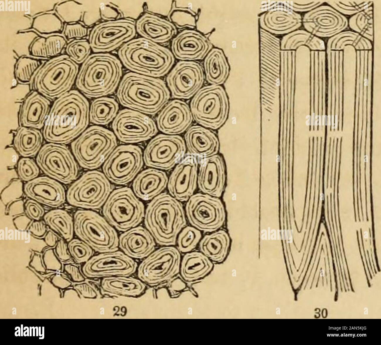 Einführung in die strukturelle und systematische Botanik, und pflanzlichen Physiologie,: als 5. und revedof der Botanische text-Buch, mit über 13 100 Holzschnitten illustriert. f Das Gewebe selbst solche saftige Früchte als thecranberry und die Heidelbeere (Abb. 28). 42. Die Eindickung Angelegenheit, wenn Reine, ist von der gleichen Natur asder original Membran der Zelle, das heißt, es besteht aus Cellulose (27). Aber mit diesem sind einige Dinge vermengt, Mineral - smallquantities von denen muss im Wasser,welche Anlage aufgelöst werden whitefield in seinen Wurzeln und in den Zellen der Bild hinterlegt. 27. Magnifie Stockfoto