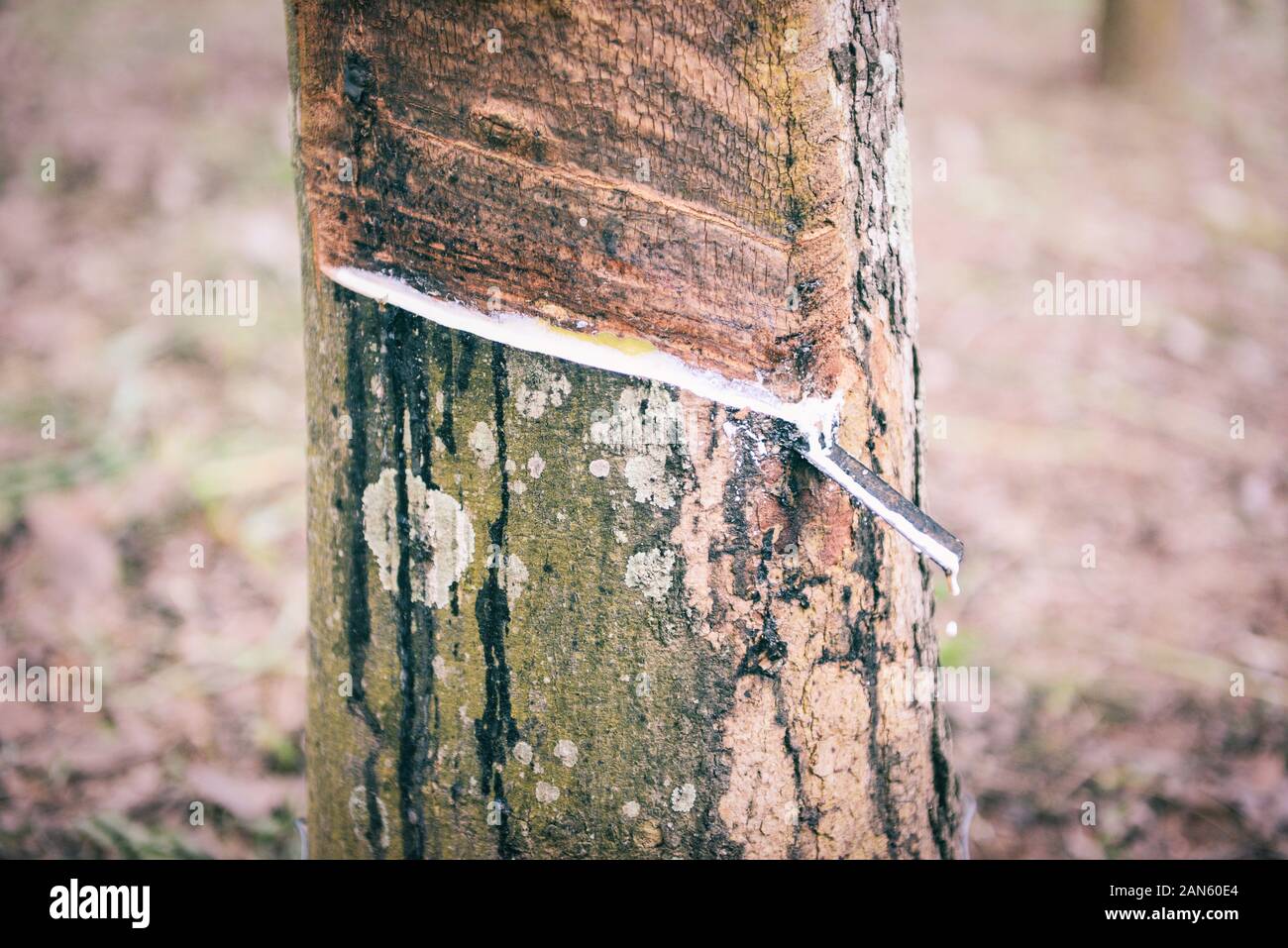 Latex droping extrahiert aus gummibaum Plantage Landwirtschaft Asiens für Naturlatex Stockfoto