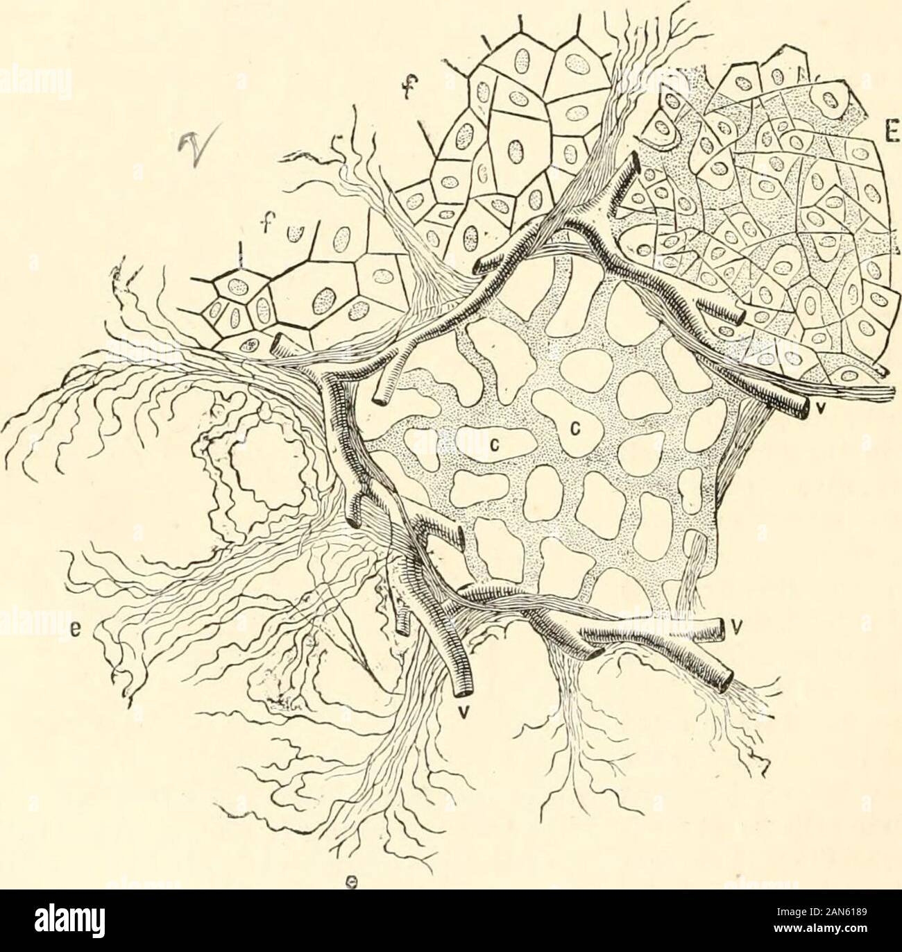 Ein Handbuch der menschlichen Physiologie, einschließlich der Histologie und mikroskopischen Anatomie, unter besonderer Berücksichtigung der Erfordernisse der praktischen Medizin. e Pulmonale arteryaccompany der Bronchien und sind eng auf sie angewendet wird. Intocapillaries für mehrere Luft-Zellen (Abb. [Wie Sie theybranch fort, aber die Zweige nicht Anastomose, und schließlich beenden insmall Arteriolen, die mehreren benachbarten Alveolen, jedes Arteriole aufteilen. 99, v, c). Eine efferente Vene entsteht in der Regel bei theopposite Seite der Zellen und reißt das gereinigte Blut aus den Kapillaren. In ihren Kurs diese Stockfoto