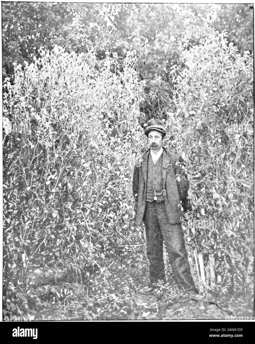 Zuckererbsen und wie Sie wachsen. igging. In der Tat heavya] undug iplications von Dünger zu Boden haften die lattersour und gänzlich Unsympathischen, zu den Wurzeln der Pflanzen zu machen. Ein mesure (wie der französische Gärtner sagen würde) Da die Bedingungen von Boden andatmosphere Rückgang der Eignung, so dass der Wert der Graben ist en-hanced. Daher ist in der Vorstadt Garten kann gesagt werden das Maximum der Brauchbarkeit für havereached. Also der beste Rat, den ich jedem suburban Gärtner, wünsche Süße Peasreally gut zu wachsen (und Sie können gut in den Vororten angebaut werden cangive) ist zu graben, graben, graben. Dig die Grenze whe Stockfoto