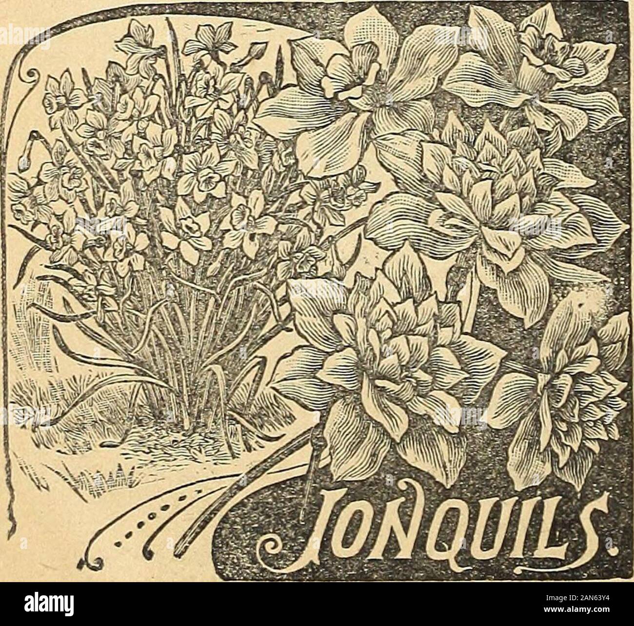 Unser neuer Guide: Herbst 1894. RANUNCULUS (drinnen). JOMQWILJ Jonquils eine sehr wünschenswerte hinaus in den Garten, und sie sind auch in der großen Anfrage für Haus der Kultur. Theflowers sind eine reiche goldene gelbe und delightfullyscented. Sie gehören zu den Narzissen Familie und Shouldbe gegeben, die gleiche Behandlung. Doppel.- Extra fein; gelb. 8 cts. Jedes; 3 für 20 cts.; 6 für 35 cts. Einzel.-reiche Gelb, sehr aromatisch. 5 cts. Jedes; 3 für 10 cts.; 6 für 15 cts. Campemelle gemischt.-großen, gelben Blüten; richand sehr auffällig. 5 cts. Jedes; 3 für 10 cts.; 6 für 1,5 cts. Vergessen Sie nicht, einen Blick auf unsere zu nehmen Stockfoto