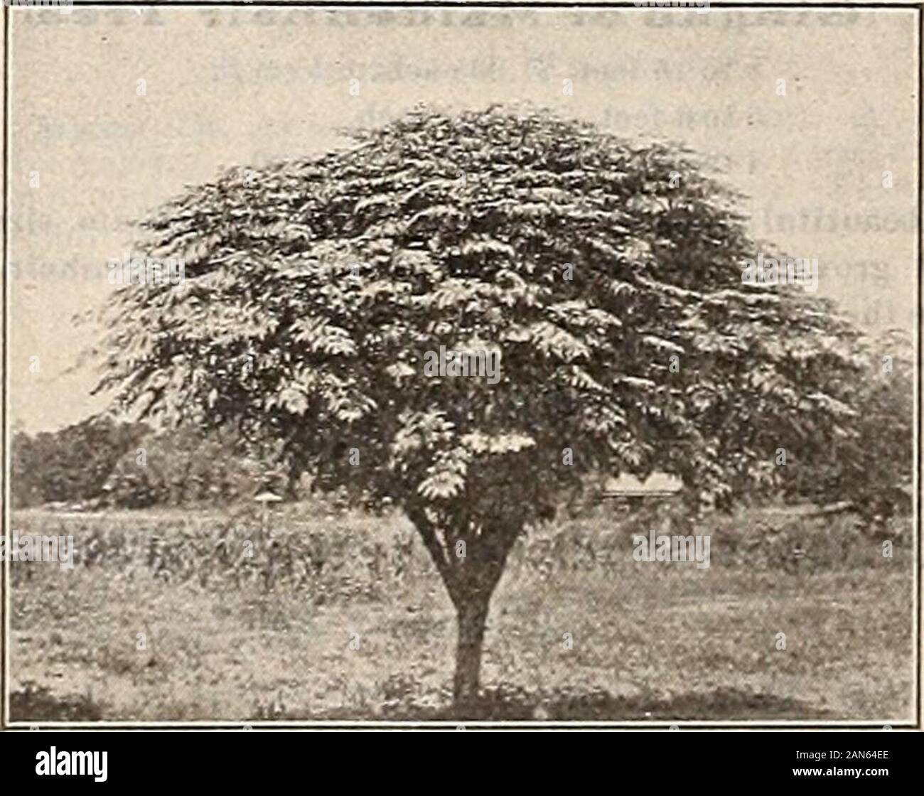 S. JBerckmans Co: 1904 1905. STERCULIA PLATANIFOLIA an FRCITLAND. TULIP TREE (Ttxlip Pappel) Ein schöner einheimischer Arten, von hohen pyramidenförmigen Wachstum andbroad, glänzend grünen Blättern; Tulip - wie Blumen. Becominga beliebtesten Baum für Straße und Avenue einpflanzen. Erreicht aheight von 100 bis 150 Metern. 12 bis 14 Fuß, sehr schwere S 2,00 Jeder, S 17.50 für 10. 10 bis 12 Fuß, schwere 1.00, 9.00 tor 10. 8 bis 10 Fuß je 75, 18.00 für 10, 850 pro 100 6 bis 8 Fuß jeweils 50, 4.00 für 10, 30 pro 100 ULMUS (siehe Elm.) Lack Baum (siehe Sterculia.) * Weiden (Salix) 8 bis 10 Fuß, sehr schwere 75 Cent, $ 6 für 10. Stockfoto