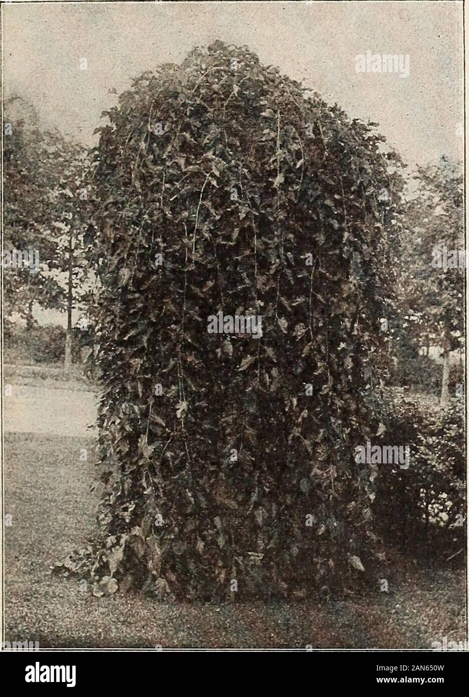 S. JBerckmans Co: 1904 1905. MAGNOLIA SOULANGEANA auf der Fruit Land. Zierpflanzen Abteilung - Laubbäume. 23 Laubbäume TRE Ei-Continued. Ahorn - Fortsetzung WIEKS CUT-LEAF SILVER MAPLE. (Wierii.) Pro 10 Pro 100 1,00 $ 88,00 $ 60 0,75 6,00 50 0,50 4,00 35 10 bis 12 Fuß, die weinblüte Bäume, weU 8 bis 10 Fuß verzweigten, 7 bis 8 Meter. Das ist eine bemerkenswert schöne Abwechslung. Glieder von partlydrooping Gewohnheit und Blätter fein unterteilt. Eine schnelle growerand ein höchst effizientes Rasen Baum. Höhe 35 bis 40 Fuß. MELIA. (Siehe Texas Regenschirm.) PAULOWNIA IMPERIALIS. (Kaiserin Baum.). Tees WEINEN MULBERRY. MULBERRY - Tees Weinen S Stockfoto