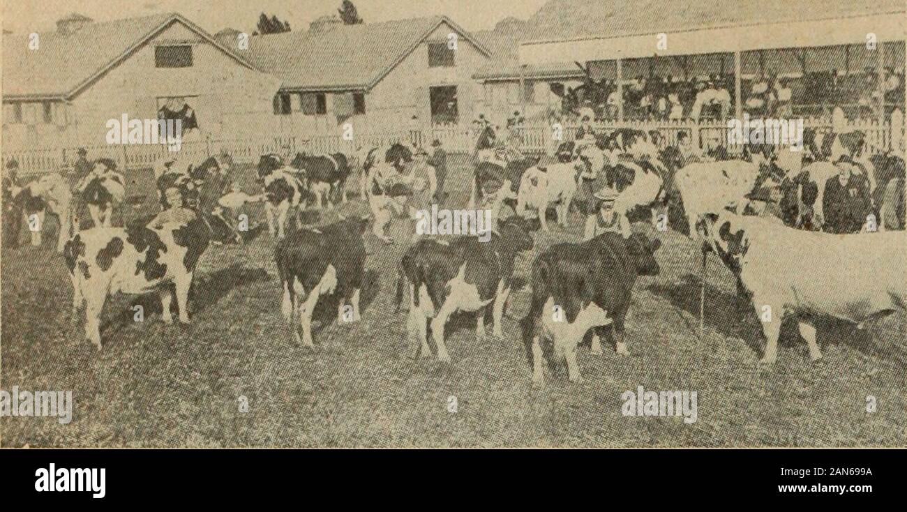 Farmer's Magazin (Januar-Dezember 1920). Sommer. Nach der Ernte im Herbst geerntet worden sind, planen wir, unsere Herden in näher an ourbuildings, so dass jederzeit eine schwere ramstorm kommen, sind wir in der Lage, Sie unter coverwith bis sehr wenig Mühe. Bei ersten Anzeichen ofsnow beginnen wir Ihnen regelmässig nachts andgive Ihnen Licht zu Haus Feeds von Heu. Auf diese Weise versuchen wir, den Verlust von toavoid fleshening, ha? Auf die von der Gras. Wenn wir ourlambs wean im Herbst wir Planon ke^Kiefer die Mutterschafe in thesheep Scheune für einen Tag ortwo mindestens zweimal Aday mindestens bis g Stockfoto