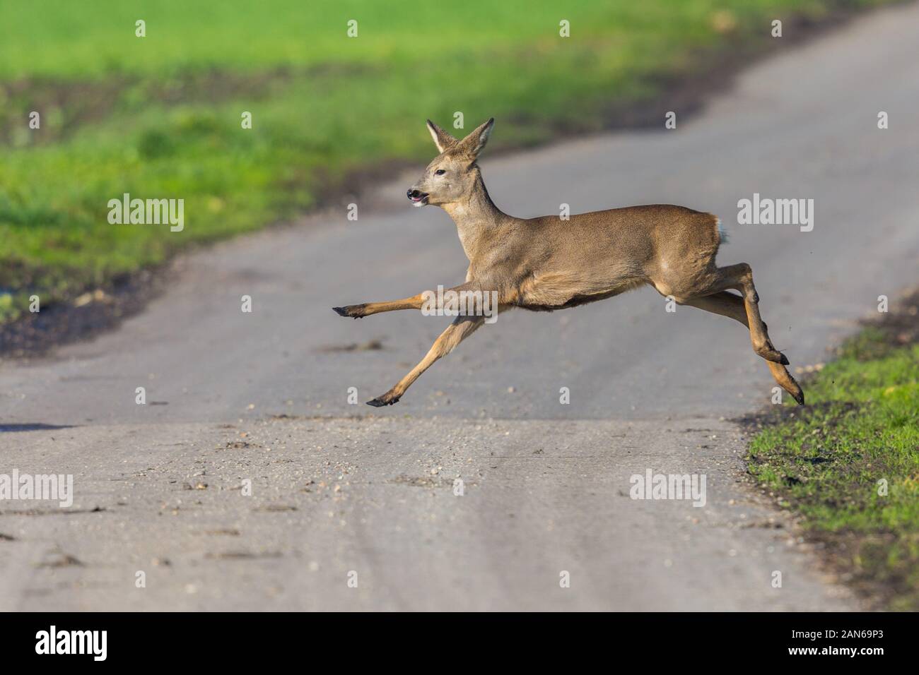 Eine natürliche capreolus Reh auf Straße springen im Sonnenlicht Stockfoto