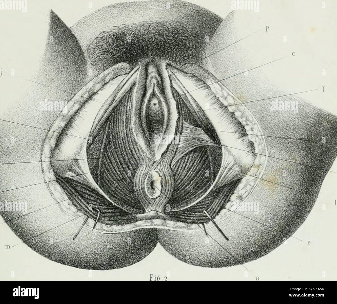 Atlas complémentaire de tous les traités d'accouchements. ? Isiine ex Lith, dapr.- naiure par Emile Beau Bassin REVÊTU ImpLemercier, Paris DH SES PARTEIEN MOLLEl PI 8 ¥-. ? 0 1 TR-r Stockfoto