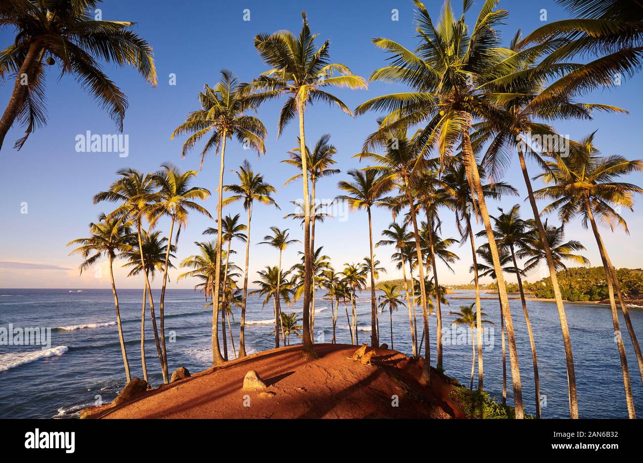 Kokospalmen auf einer tropischen Insel bei Sonnenaufgang, Sri Lanka. Stockfoto