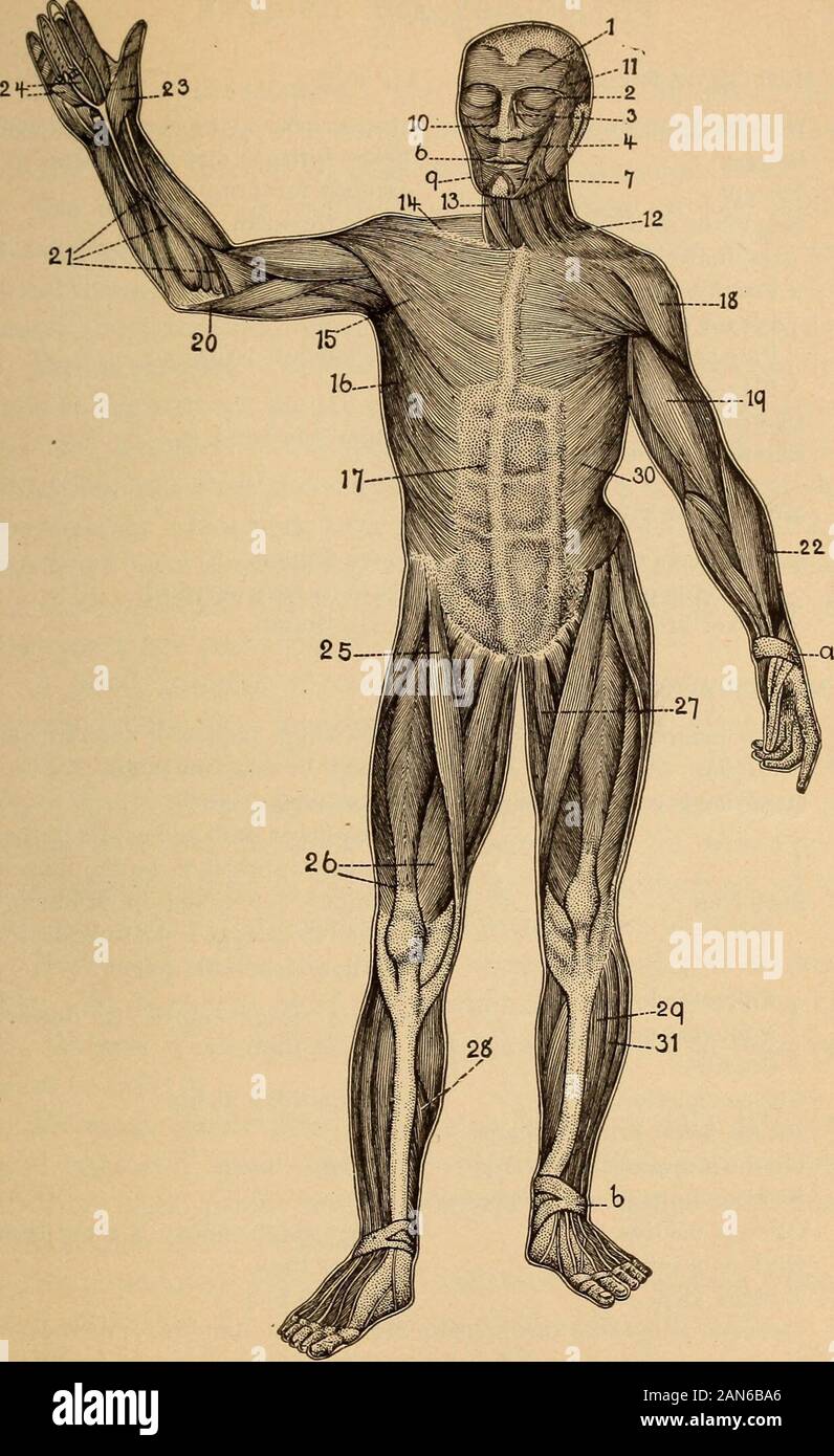 Anatomie, Physiologie und Hygiene für Schulen. ssimus dorsi 15 Pectoralis major (brustmuskel) bewegt sich der Stamm zurück, der Stamm nach vorne bewegt. komprimiert die Abdominal- eingeweide. anheben und die Rippen drücken. Wirft den Thorax. Bewegen Sie den Kopf nach hinten; bewegen sollte - ders zurück. Zieht die Arme nach unten und zurück - ward. lenkt die Arme vor der Brust. Muskeln des Kopfes. 1 Occipito-FRONTALIS bewegt die Kopfhaut und Augenbrauen. 2 Orbicularis palpebrae schließt die Augen. Levator palpebrae öffnet die Augen. 11 Zeitliche wirft der Unterkiefer. 9 Masseter Gesichtsmuskeln. Wirft den Unterkiefer. 7 Depressor labii inferioris d Stockfoto