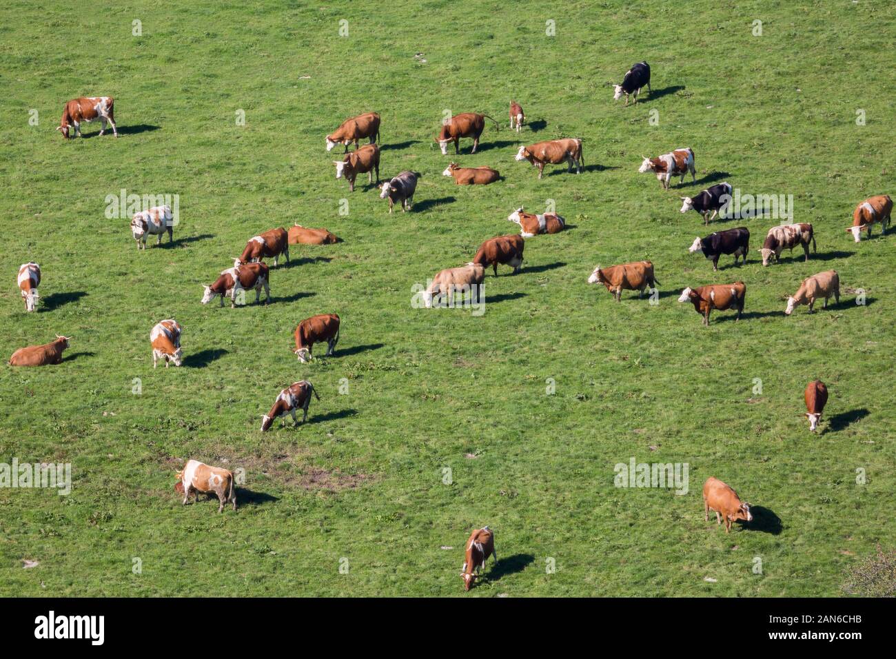 Vogelperspektive auf eine Herde von weidenden Kühen. Produktion von Biomilch, ökologische Landwirtschaft. Vom Kirchturm des Klosters Andechs erfasst. Stockfoto