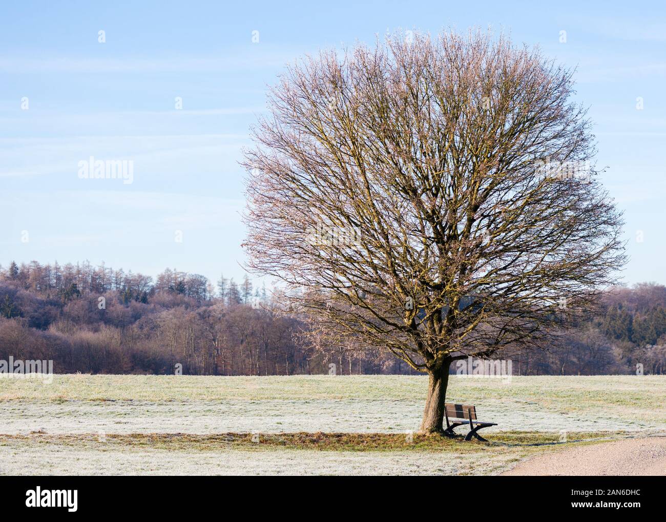 Blick auf einen einsamen Baum - Winterlandschaft in Bayern. Äste, die in Richtung Himmel reichen. Konzept für Einsamkeit, Melancholie, Stille, Entspannung. Stockfoto