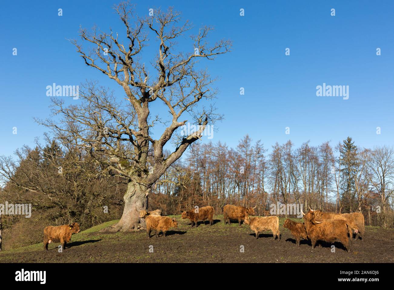 Herde von schottischen Highland-Rindern, die vor einem mächtigen Baum weiden. Highland Cattle zeichnet sich durch lange Hörner und langes, welliges Fell aus. Stockfoto