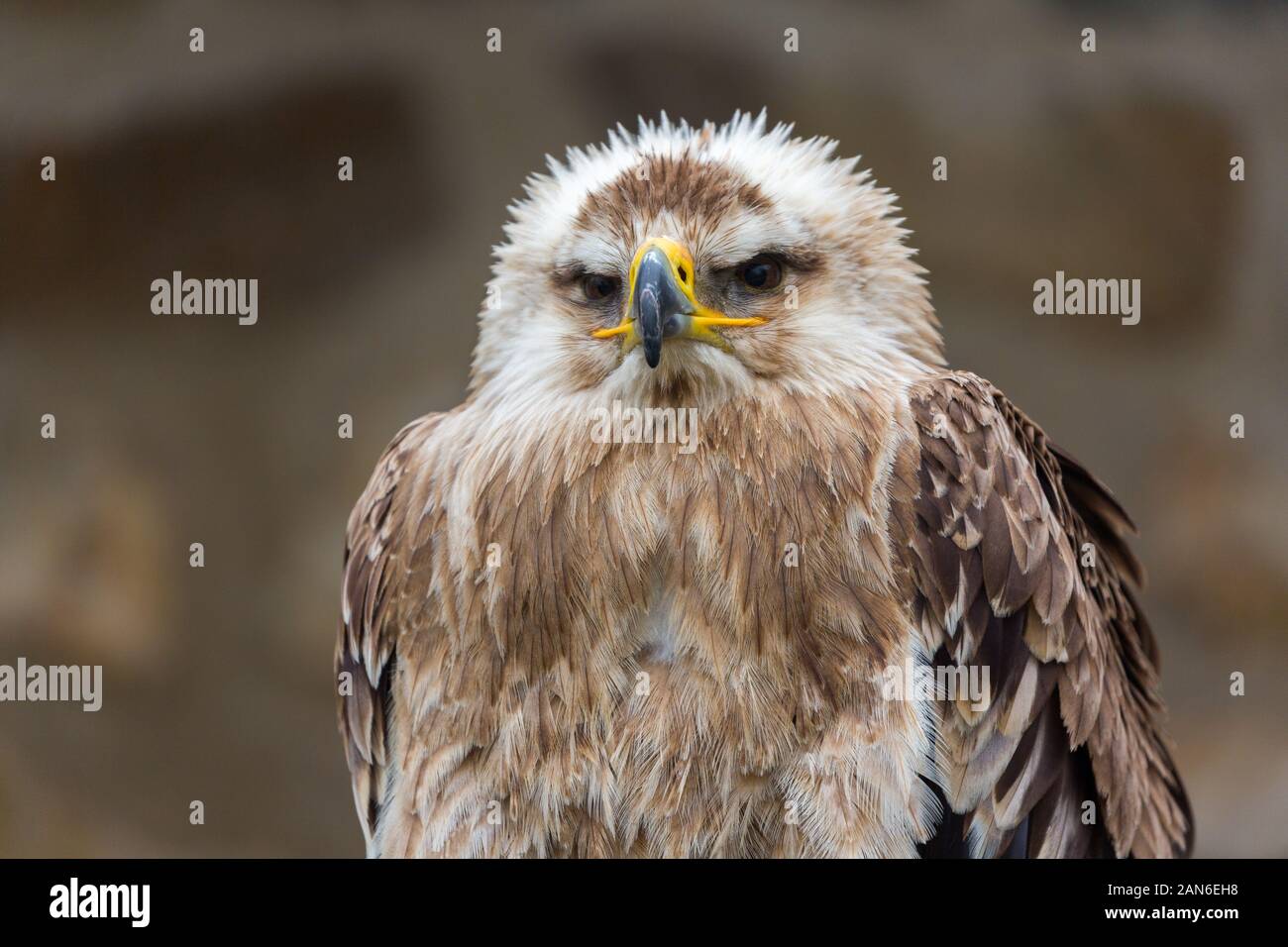 Porträt eines Aquila Heliaca - bekannt als ostimperialer Adler. Greifvogel. Neutraler Hintergrund. Stockfoto
