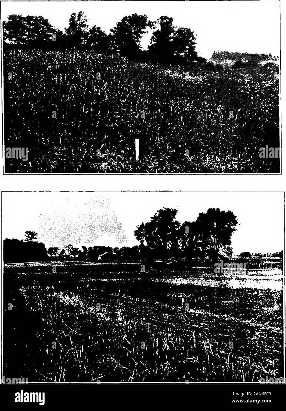 Erden und Dünger. Die Träger über 15 Prozent Stickstoff, 14 Prozent Phosphorsäure und 48 Prozent Kaliumchlorid enthalten. Wenn ein legumen oder Gras Ernte 212 BÖDEN UND DÜNGEMITTELN in der Prüfung verwendeten Düngemittel thecrop sollte eingestellt werden, wie in Tabelle 43 angegeben. Wenn Gras ist die wichtigste Kein Dünger Nitrat von Soda 5 Pfund 15 Pfund, Nitrat, Phosphat von Soda 5 Pfund granuliertes Kaliumchlorid 2 Pfund Kein Dünger Säure Phosphat 15 poundsMuriate von Kali 2 ich Pfund Nitrat von Soda 5 Pfund Säure Phosphat 15 poundsMuriate von Kali 2 J Pfund Kein Dünger Nitrat der Sod Stockfoto