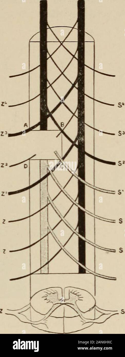 Nerven- und Geisteskrankheiten. Er Großhirnrinde kutane sensoryrepresentation ist ziemlich eng verwandten Bereichen zum Motor, ist aber nicht mit ihnen identisch, vor allem direkt hinter dem strictlymotor Gebiet. Kortikalen Läsionen in diesem paresthetic fieldlead zu Störungen des sensationthat haben eher zweckmäßig als Anatom - ical Grenzen, wie elektrische stinuilation des Cortex führt zu zweckmäßigen oder groupedmuscular Bewegungen und nicht auf die sub-durch eine spinale Segment oder Nerv serviert - Stamm. In hysterischen Anästhesie eine similardistribution festgestellt wird, den betroffenen Bereich der oftenhaving heraus Stockfoto