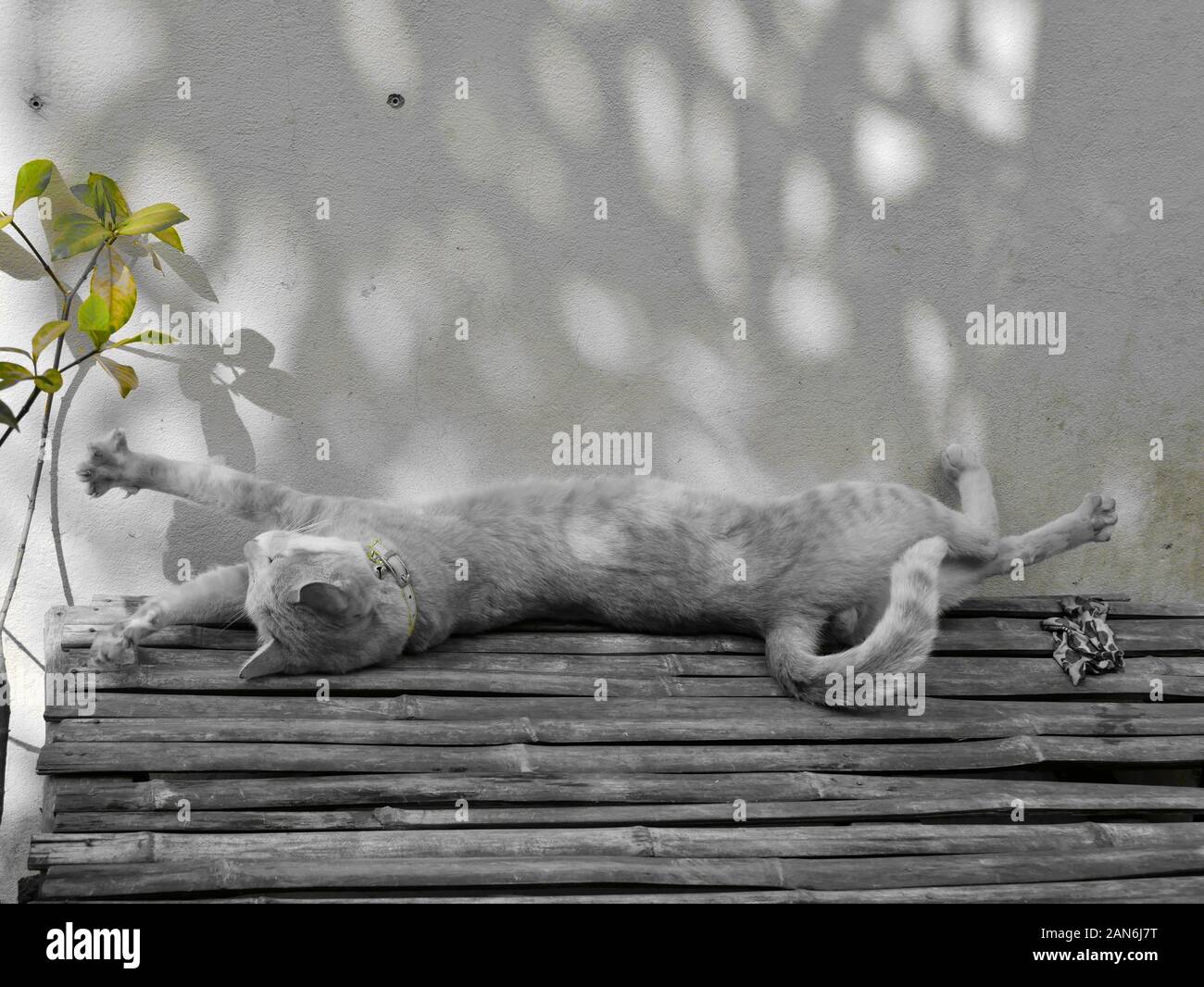 Schläfrige Katze auf einem Tisch in Kambodscha Stockfoto