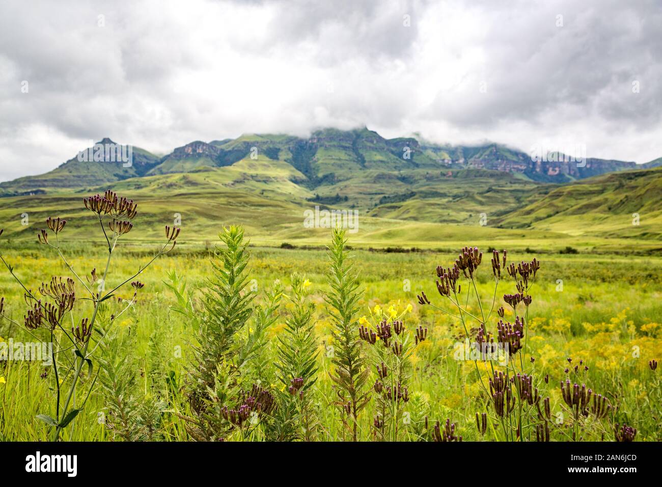 Die grünen Berge von maloti Drakensberg Park mit Fokus auf die Gräser und Blumen im Vordergrund, Südafrika Stockfoto