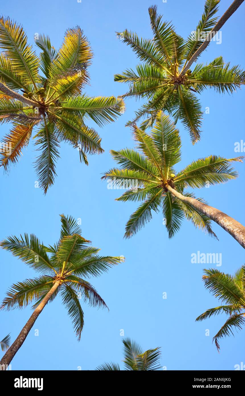 Zu Kokospalmen gegen den blauen Himmel. Stockfoto
