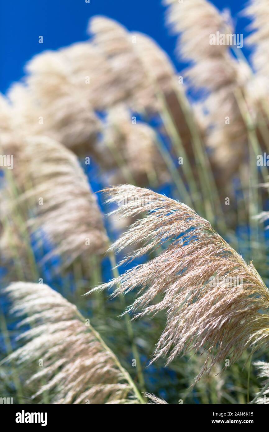 Pampagras gefiederten Blüten Stockfoto