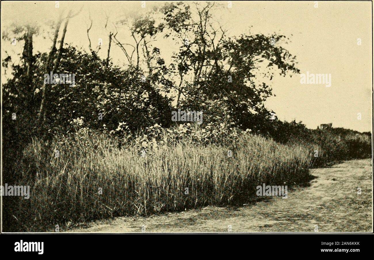 Transaktionen der Wagner sich Institut für Wissenschaft der Philadelphia. st Klüfte in der Nähe von Belleville Turnpike. Potentilla canadensis var. Simplex (Michx.) T.&G. Trockene kiesigen Boden entlang der Böschungen. Potentilla monspeliensis L. trocken Banken. Gemeinsame. Potentilla primula Poir. Gemeinsame Auf trockenen offenen Boden. Prunus serotina Ehrh. (Wild Cherry) (Abbn. 7, 13). Sehr häufig in jedem Abschnitt der Sümpfe. Vor allem die Banken frequentalong von Sawmill Creek, wo es der einzige Baum. Pyrus arhutifolia (L.) L. m. (Aronia). Sümpfe und niedrige Dickichte. Pyrus melanocarpa (Michx.) Willd. Feuchte Wälder. Rosa humilis Marsh. D Stockfoto