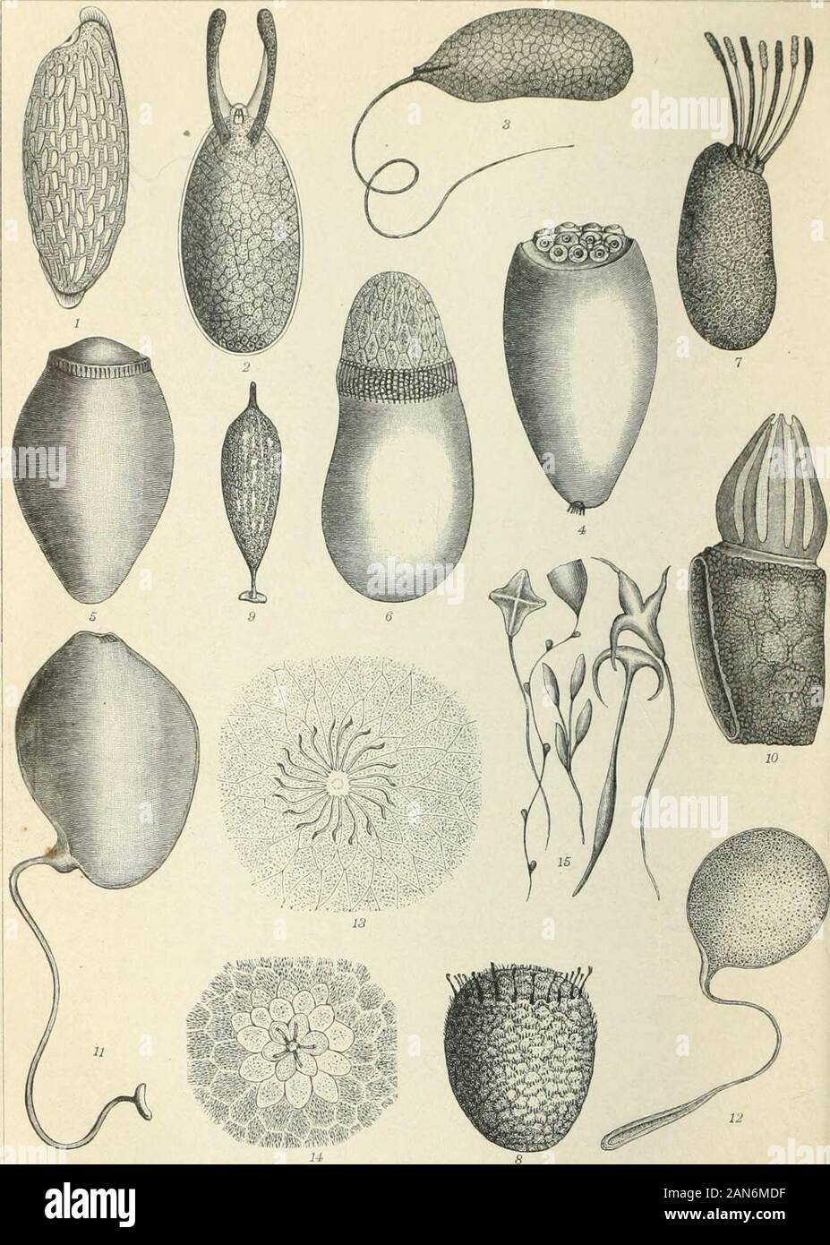 Brockhaus' Konversations-Lexikon. 10 9 1 Durchschnitt durch ein reifes Hühnerei. 2. Ei von ScylUum parqui (Haifisch). 3. Ei von &Lt;alloihynchusantarcticus4Ei vom Port-Jackson-Hai (Cestracion Philippi). S. Laich vom Kalmar &Lt;Loli, o vulgaris) .6 Laich vom offloinalia Tintenfisch (Sepia). 7. Laich von Purpura lapülus. 8. Ei von Bttlimua ovatus mitdem Embrvo y Laich von Doris (Meeresstemschnecke). Lü. Laich von Buecinum ich rllliornschnecke). 11. Laich (ootheken) von Leonor. [Abb. 1 Nat. Gräfte; 2, 3, 4, 5 verkleinert; G Nat. Gräfte; 7 o Nat. VergrSfaert Gräfte; 7 6; 8 U-Nat. Gräfte.] Bro Stockfoto