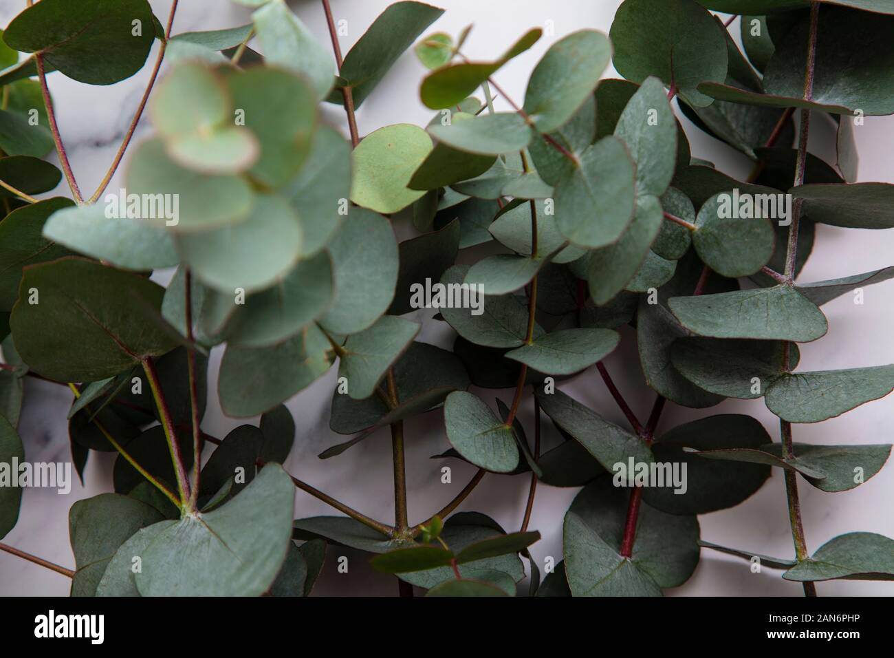 Niederlassungen der Eukalyptus Blätter auf einem Marmor Hintergrund. Flach Stockfoto