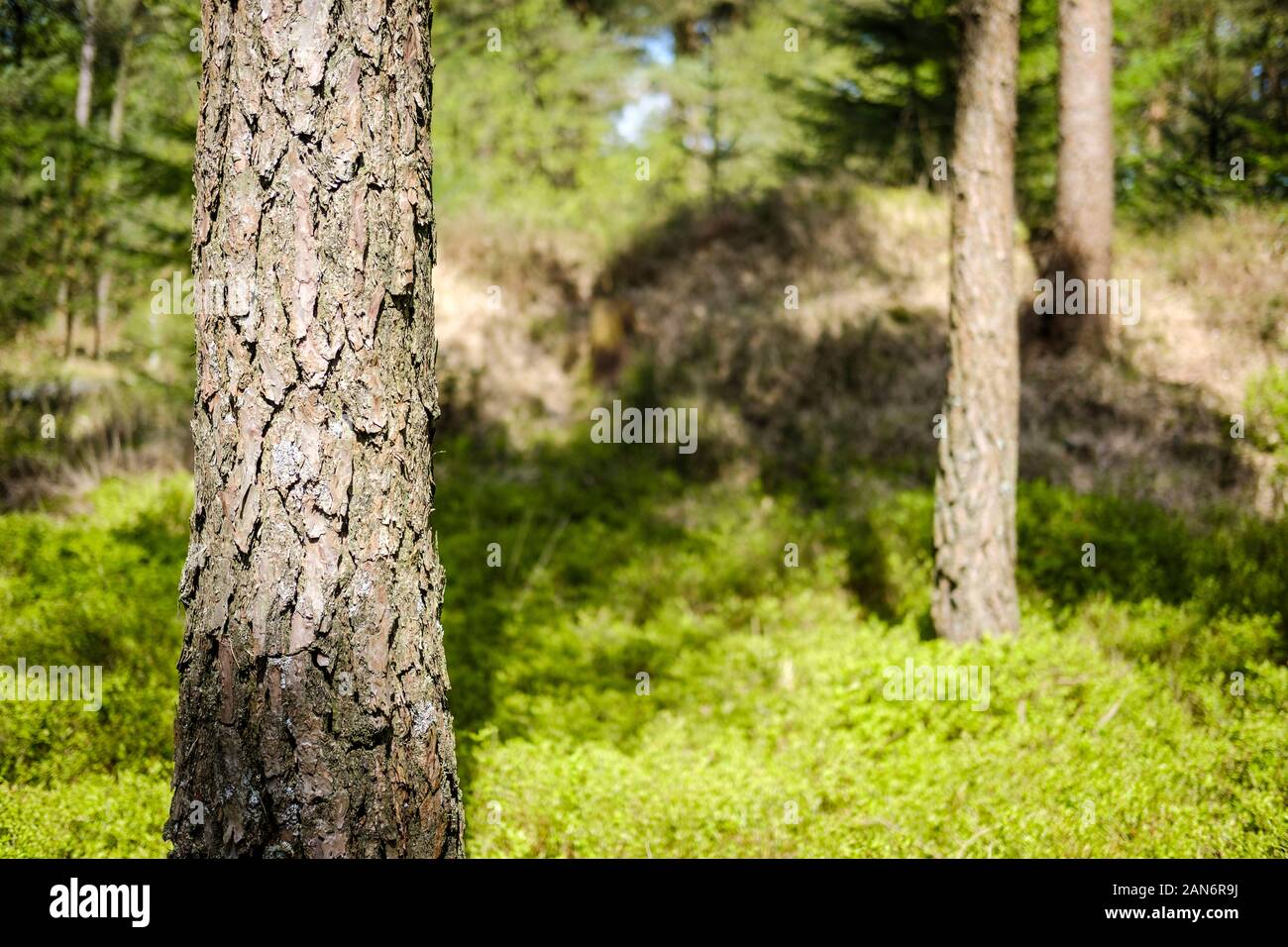 Pinienwald Stockfoto