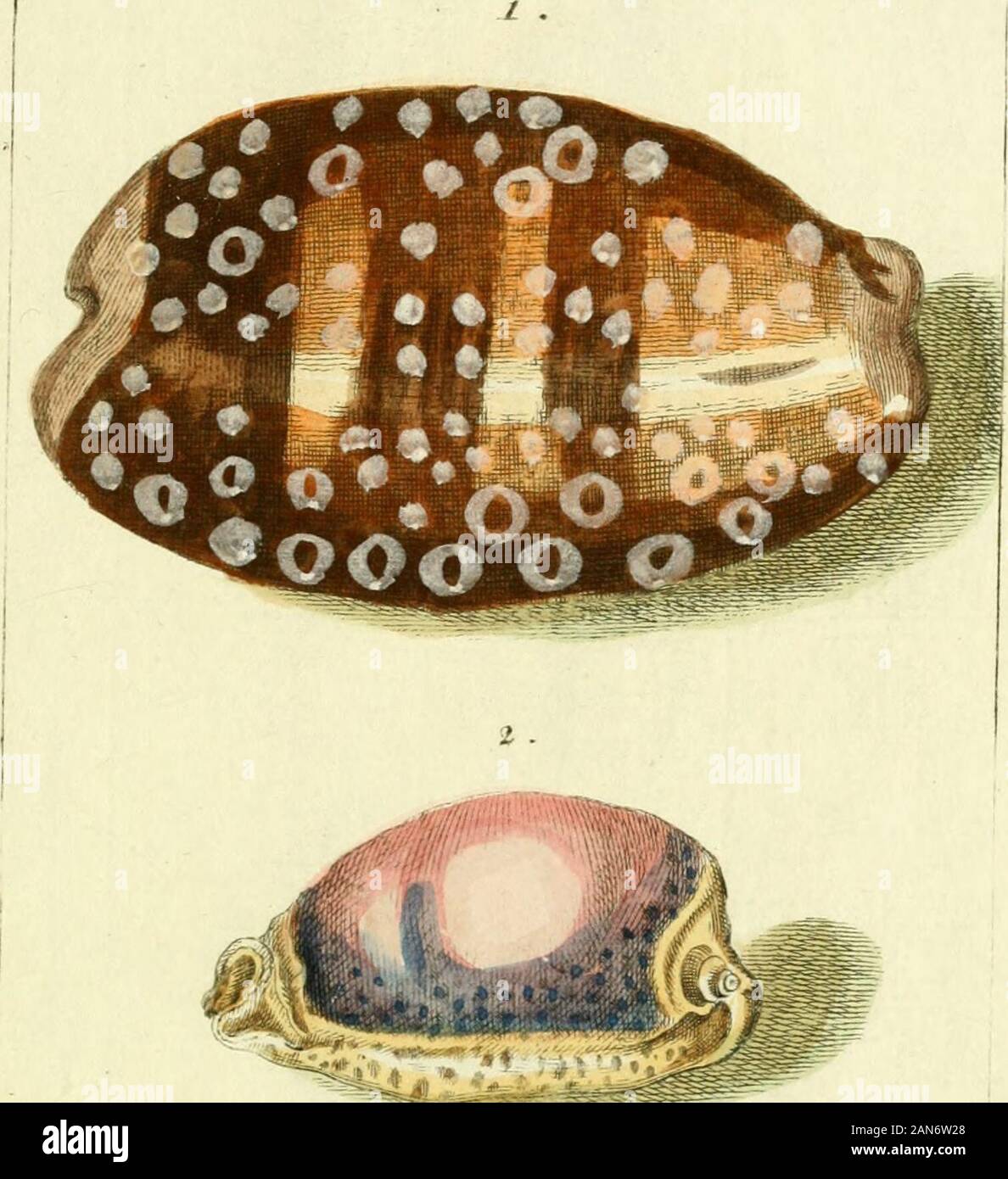 Gemeinnüzzige Naturgeschichte des Thierreichs: Darinn die merkwürdigsten und nüzlichsten Thiere in systematischer Ordnung beschrieben und alle Geschlechter in Abbildungen nach der Natur vorgestellet werden. 1. ". Beweislast Marmor ein tu.-.-, Lui.%. Ledo riulli, 41 + Verm. JO.W. Vitr.±. "Ein lyura Xxairtitema,!li. n.,,&. "JVrauica. 4 Törngren Stockfoto