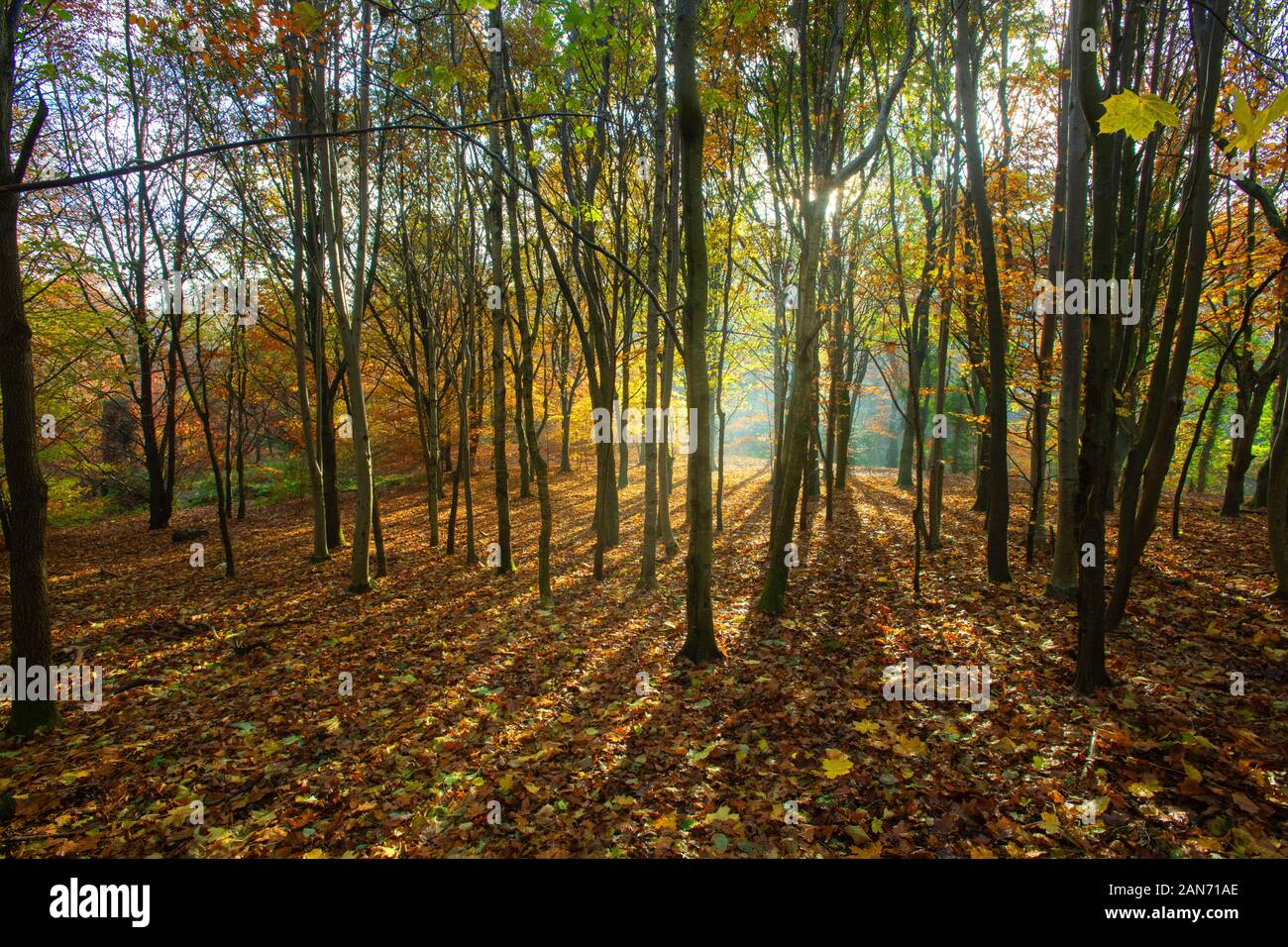 Barnett Park an der Malone im Herbst in South Belfast, Nordirland Stockfoto