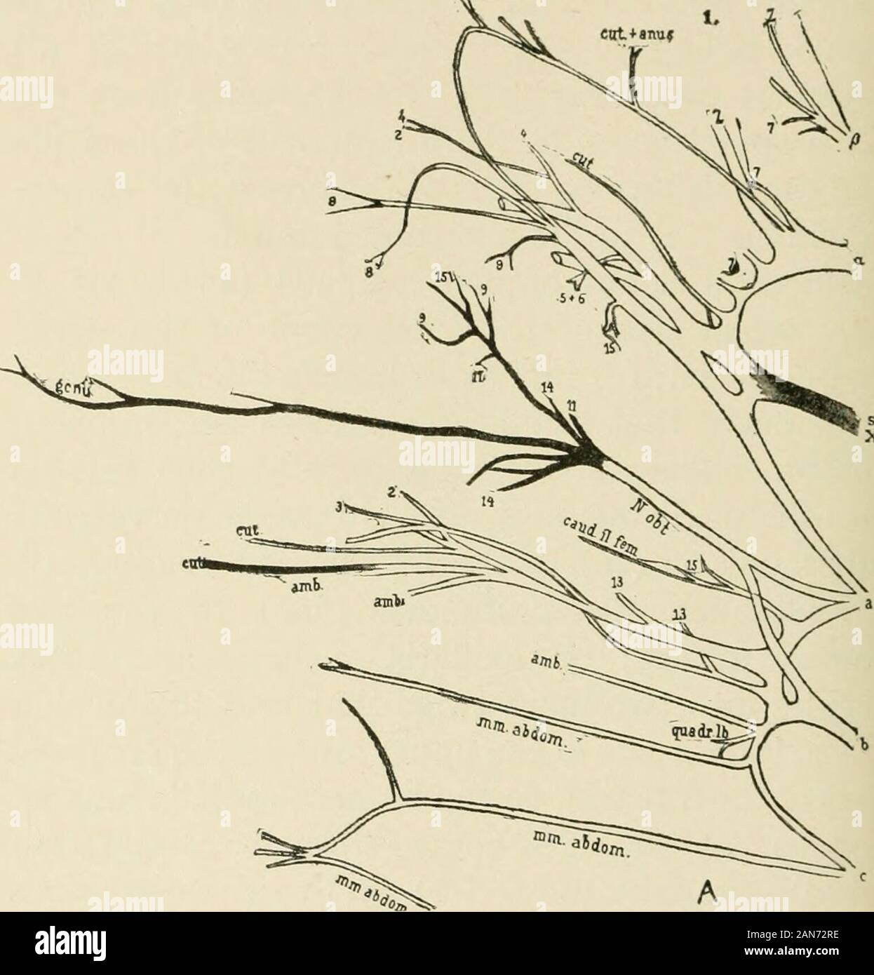 Das Krokodil und seine Verbündeten. Nerv, liefert den Bizeps und Humero-antebrachialis minderwertig Muskeln und dann dividesinto der Medianus und Ulnaris inferior Nerven; (h) subscapularis (29) Der wie namens Muskel; (i) scapiilo - humeralis Profundus (36 A) an der likenamed Muskel; (j) axillaris, einen großen Stamm thatdivides in zwei Zweige, die dem skinof der lateralen Seite des Oberarms führen, der proximalpart des Unterarms, die Humero-radialis Muskel und der Canescens coraco-sternalis Muskel; (k) dorsalis Schulterblatts (posterior) (31) an der deltoideusscaptilaris Muskel; (1) teres majo Stockfoto