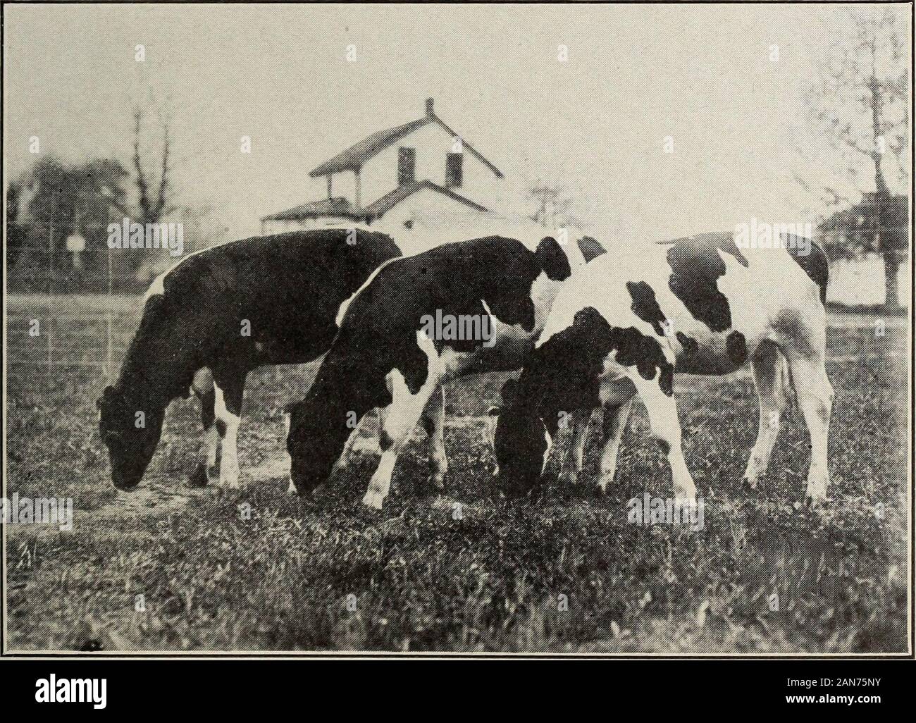 Dokumente de la Session de la Puissance du Canada - 1917 (Band 52, Nr. 9, Dokumente de la Session 16-18 pt1). Agassiz, C.-B. Taureau junior du troupeau. B.C., 18994 Korndyke Wahl.. Agassiz, C.-B. Taures métisses, 7 mois, du taureau Junior du troupeau v. Chr. Korndyke Wahl, 18994. SERVICE DE LÉLEVAGE 465 DOC. PARLEMENTAIRE Nr. 16 1 09 (13 a a t?" Ich. *?&Gt; 2S = 3S 8a c&s S6 S. 43 Ta°a&gt; Co? d c £ w0 03G +3 0 CD d. dunerre (laitcomp.) livre deécréméé). Liegen entre; (Haupt-e nicht 11 e 3 O m il TJ &Lt;n-- d03 la-sam 03 ëg^8°^a 43 g 4 J+5 Cfi ein s u3O P&lt;&lt; o 3 0 P.g 3 "a3 © & 1 p £ o3 - Stockfoto