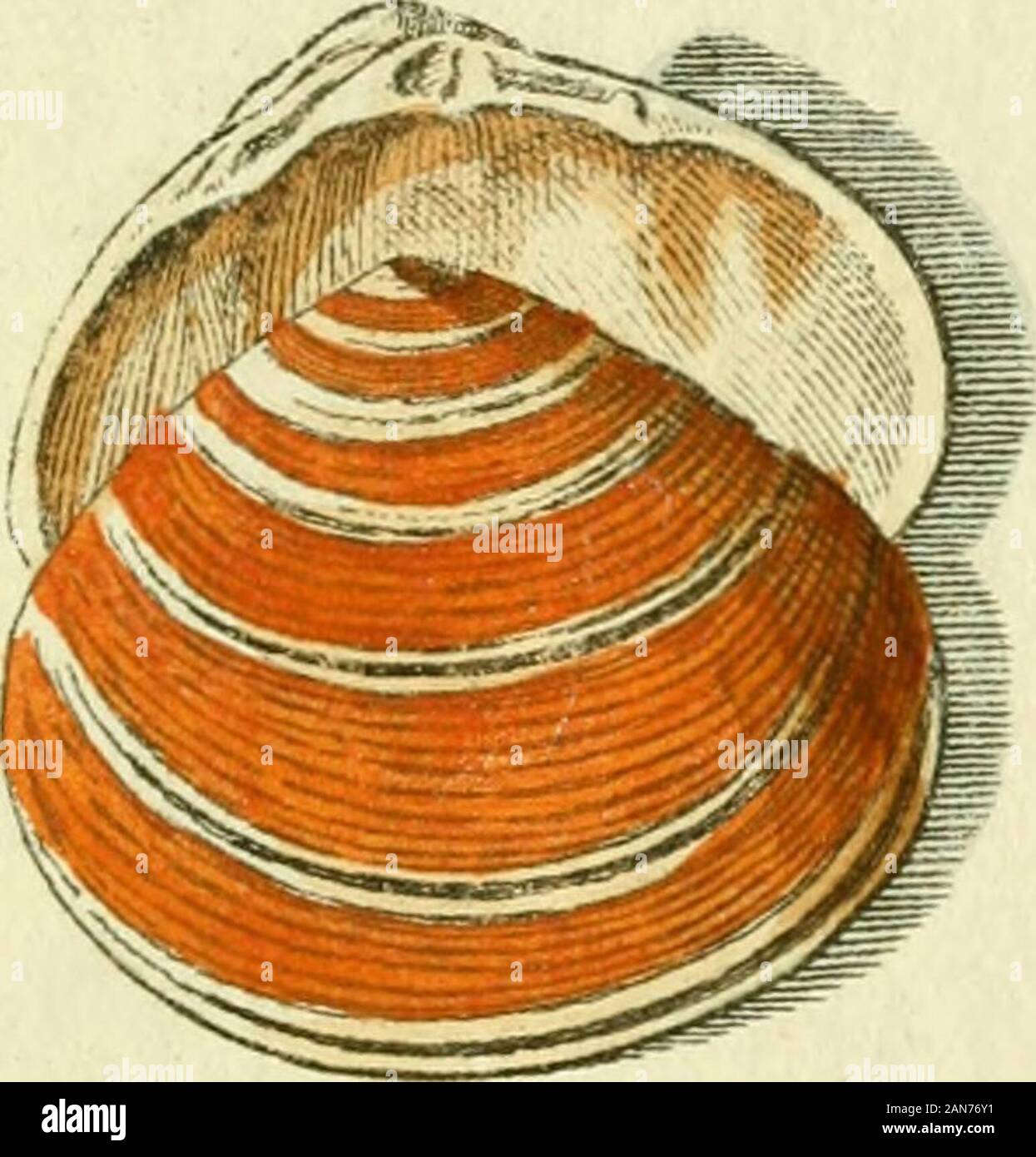 Gemeinte Naturgeschichte des Thierreichs: Darinn die merkwürdigsten und nüzlichsten Thiere in systematischer Ordnung Beschreitungen und alle Geschlechter in Abbildungseinrichtungen nach der Natur vorgelegen werden. Stockfoto