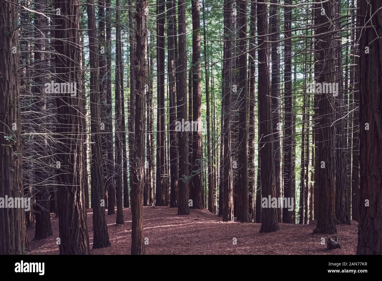 Sequoia oder Redwood Forest Stockfoto