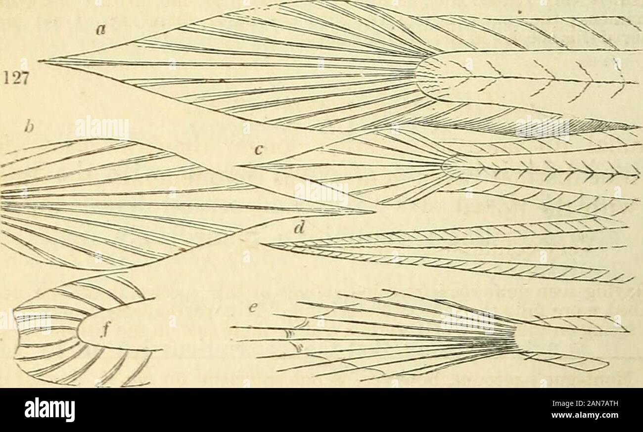 Die Naturgeschichte der Fische, Amphibien & Reptilien oder monocardian Tiere. ral ofCuvier ichthyological Arbeit, insofern sie unterscheidet sich nicht nur von der Britischen Fisch, sondern auch von allen anderen, die wir noch mit getroffen haben. Es scheint in der Tat, entweder ein völlig neues Cepola sein, oder von getrockneten und verletzte Muster gezeichnet worden zu sein. Die Arten der interestinggroup wir nun kurz beschreiben, alle Einheimischen sind der Sici-lian oder britischen Küsten; die meisten von ihnen in arecent Mitgliedstaat geprüft wurden, und proben, Spirituosen, wurden dem BritishMuseum für die nachfolgende Untersuchung gesendet. Das Schicksal dieses inter-esting Stockfoto