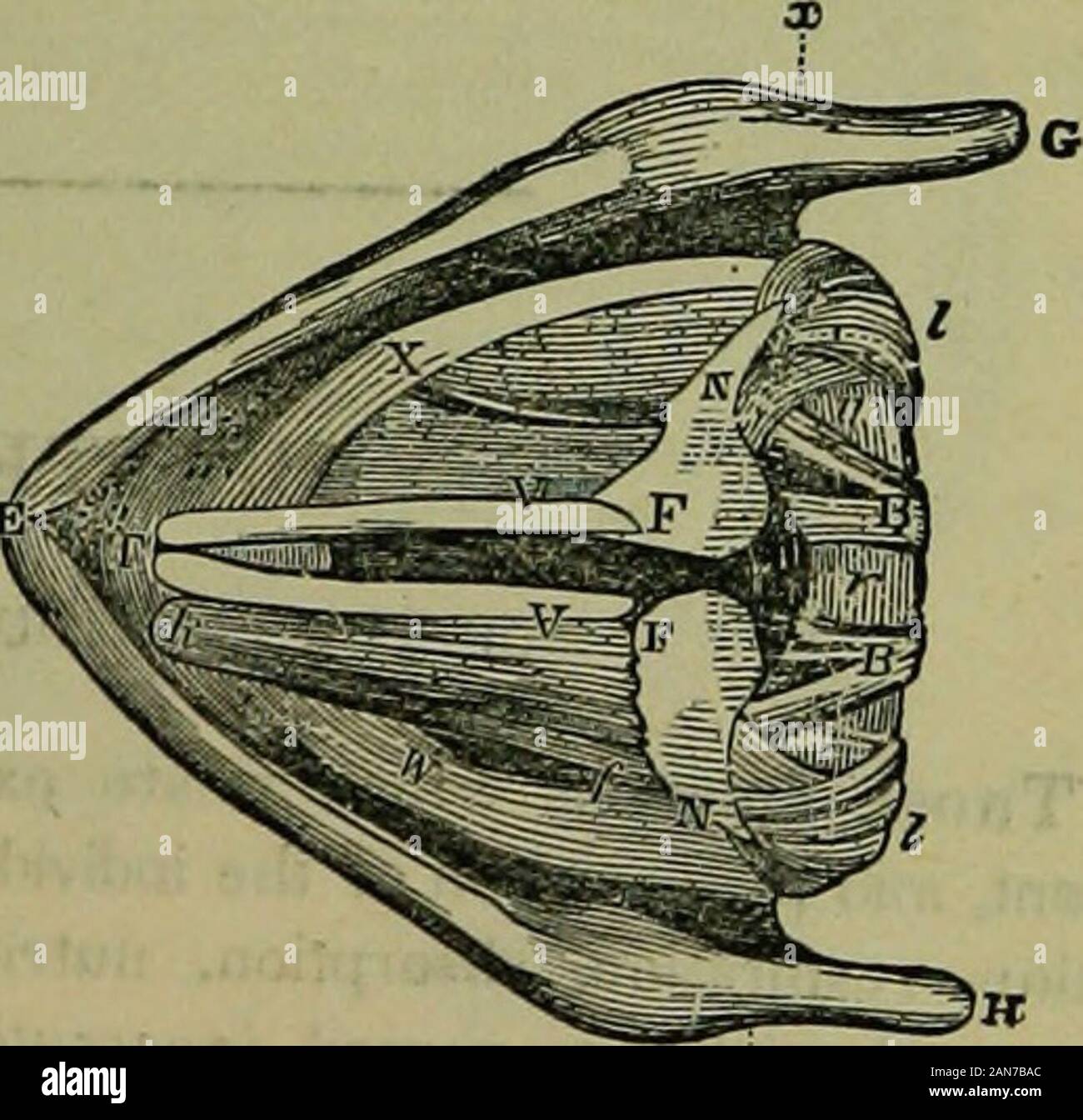 Thyro Arytenoideus Stockfotos Und Bilder Kaufen Alamy
