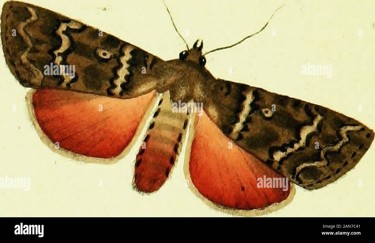 Die natürliche Geschichte der britischen Insekten; erklären Sie in den verschiedenen Staaten, mit den Zeiten Ihrer Transformationen, ihre Nahrung, oeconomy, & ctogether mit der Geschichte dieser Minute Insekten als erfordern Untersuchung durch die microcsopeThe ganze durch farbige Abbildungen, entworfen und ausgeführt von lebenden Exemplaren illustriert. [11] • PLATTE CCXXL PHAL^ NA MYRTILLL Knappen breiten Rand Yellow Underwing Motte. Lepidoptera. Generischen Charakter. Antennen Konus aus der Bafe. Flügel im Allgemeinen deflexed whenat Reft. Fliegen durch die Nacht. Spezifischen Charakter und Synonyme. Thorax crefted. • Flügel deflexed, Braun, Fpo Stockfoto