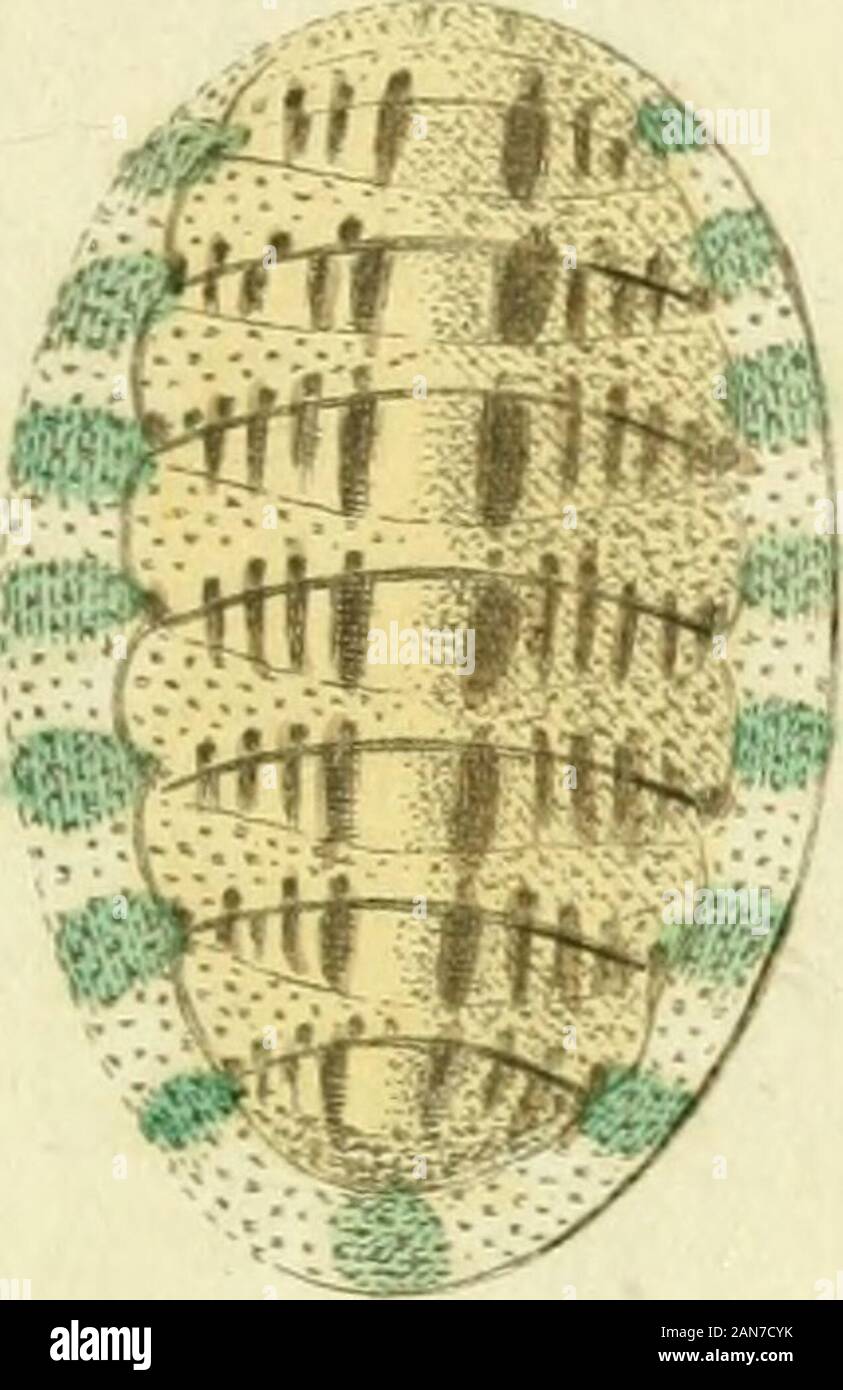 Gemeinnüzzige Naturgeschichte des Thierreichs: Darinn die merkwürdigsten und nüzlichsten Thiere in systematischer Ordnung beschrieben und alle Geschlechter in Abbildungen nach der Natur vorgestellet werden. ,?&Gt;. Stockfoto