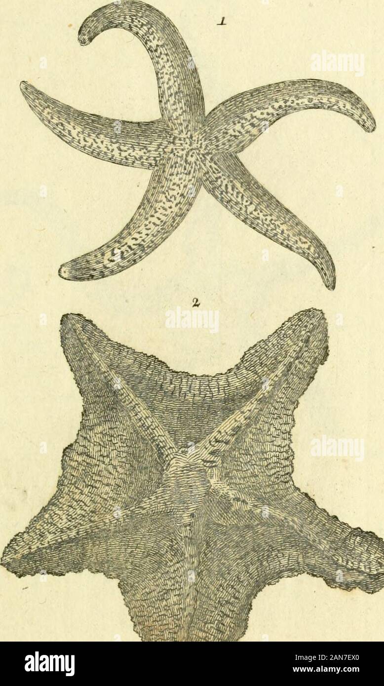 Gemeinnüzzige Naturgeschichte des Thierreichs: Darinn die merkwürdigsten und nüzlichsten Thiere in systematischer Ordnung beschrieben und alle Geschlechter in Abbildungen nach der Natur vorgestellet werden. Tf^ duia Capillätia, Xiu. att-Jlaarquellc. ÖQ 1 Verm. XXILA.. 1. Altena Oculata, 10 %. Gibbof a, &} 2 Verm.XXIL. B. Stockfoto