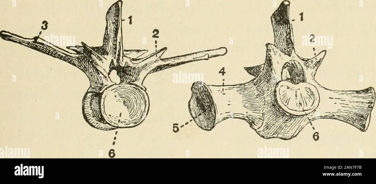 Das Krokodil und seine Verbündeten. Er Atlas unterscheidet sich von denen, die in followingmainly in einem viel breiteren (in einem antero-pos-terior Richtung) neuronale Wirbelsäule. Die seitliche Pro-zessen und die Lager der prezygapophyses arealso weniger stark entwickelt als auf der followingvertebrae. Die Thorakalen Vertebrce. Die erste thorakale Verte - Bh unterscheidet sich kaum von der Neunten zervikalen; und den Zehnten des Brustraums unterscheidet sich von den ersten lumbaronly im Lager eine kurze Rippe. Nur die erste threethoracic Centra tragen die hypapophyses inconnection mit der Halswirbelsäule festgestellt. Die ribsof die ersten beiden Thorakalen Verte Stockfoto