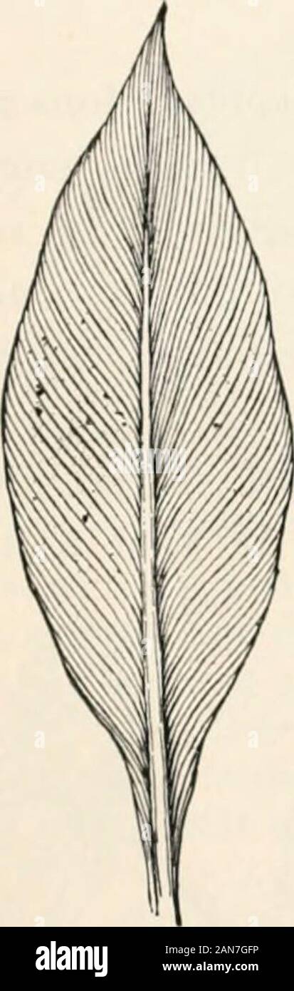 Studenten Handbuch zu Pflanzen und ihren Verwendungen begleiten. 8 t70 Einführung in die Botanik Blätter mit den Venen etwas parallel zueinander laufen. Manchmal, wie im Canna (Abb. 50), die Venen sowohl waysfrom eine Mittelrippe, aber öfter, wie in Kom und die anderen Gräsern, die Adern laufen von der Basis bis zur Spitze des Blattes. Diese lattersystem der Vene ing ist am häufigsten in Langen, narrowleaves gefunden. Die meisten Dicotyledons haben Net-Geäderte Blätter. Diesesind von zwei Arten: Diejenigen, die wie das Blatt der Willow, Eiche, und. Abb. 50. Parallel-Geäderte Blätter, Canna, Venen, die von der Mittelrippe an Marge Stockfoto