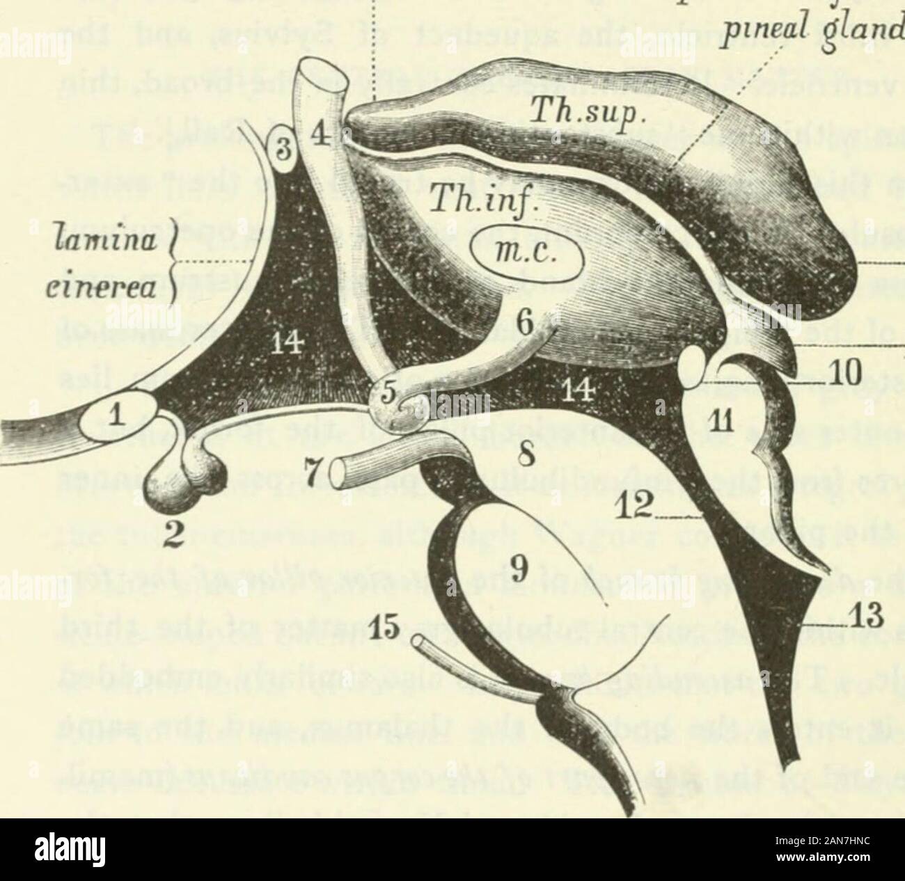 Das Journal der Nerven- und Geisteskrankheiten Krankheit. Ckel glauben, dass thedescending Zweig der Crus der fornix wird fusedwith der stria Hornhaut, und die habenula conarii. Die crusof der fornix macht eine bemerkenswerte Wendung auf sich selbst, der loopof, welche Formen des Korpus candicans (Mamillary tuberkel), wenn es an der Unterseite des Gehirns, und kehrt in den Stoff des Thalamus (Bündel von Vicq d Azyr).2 1 Die Leser zu einer vorherigen Seite bezeichnet wird. ein Forel und Gudden leugnen, dass die Fasern der vorderen Säulen der fornixare direkt Kontinuierliche mit denen der Bündel von Vicq d Azyr. 22. Stockfoto